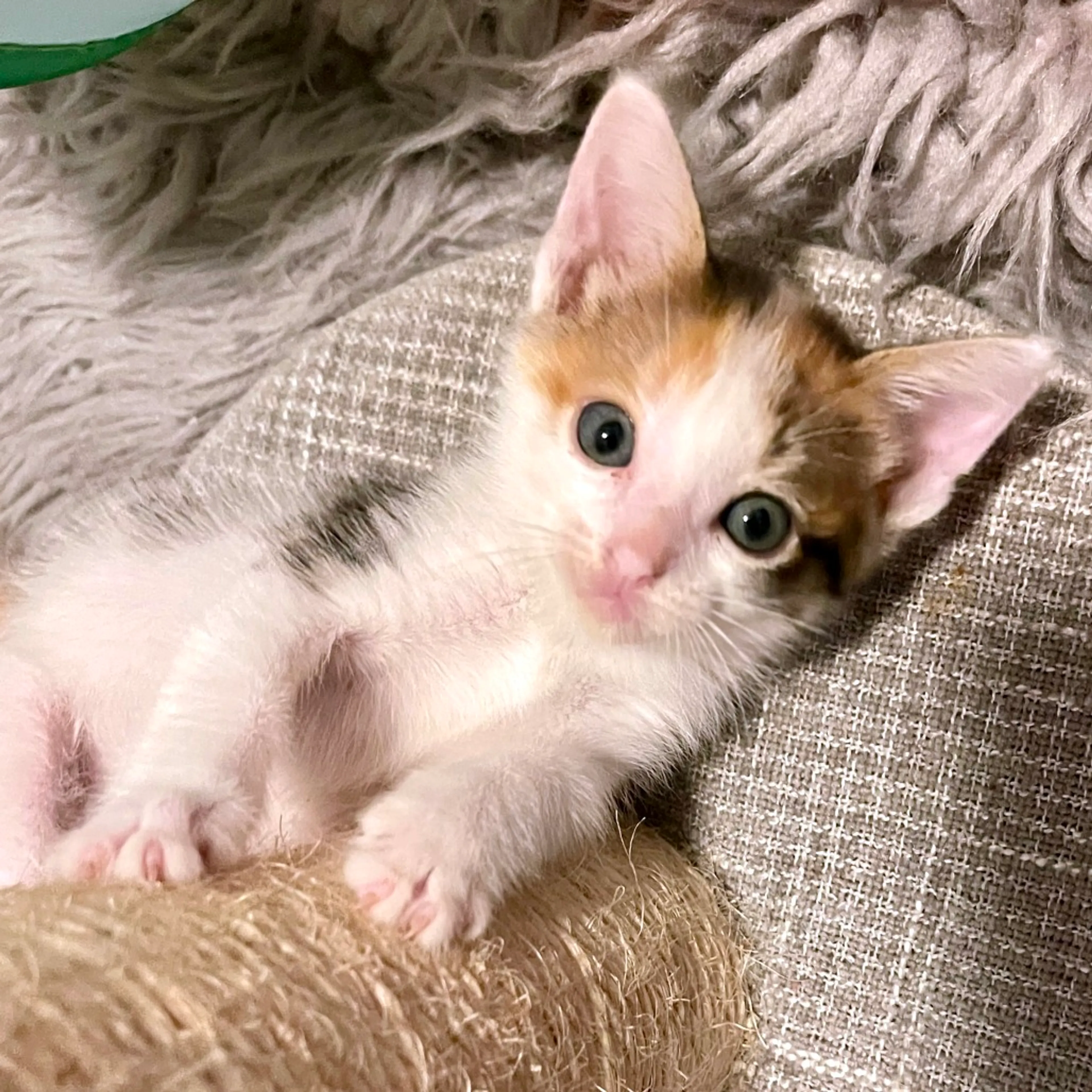 Found pet-2