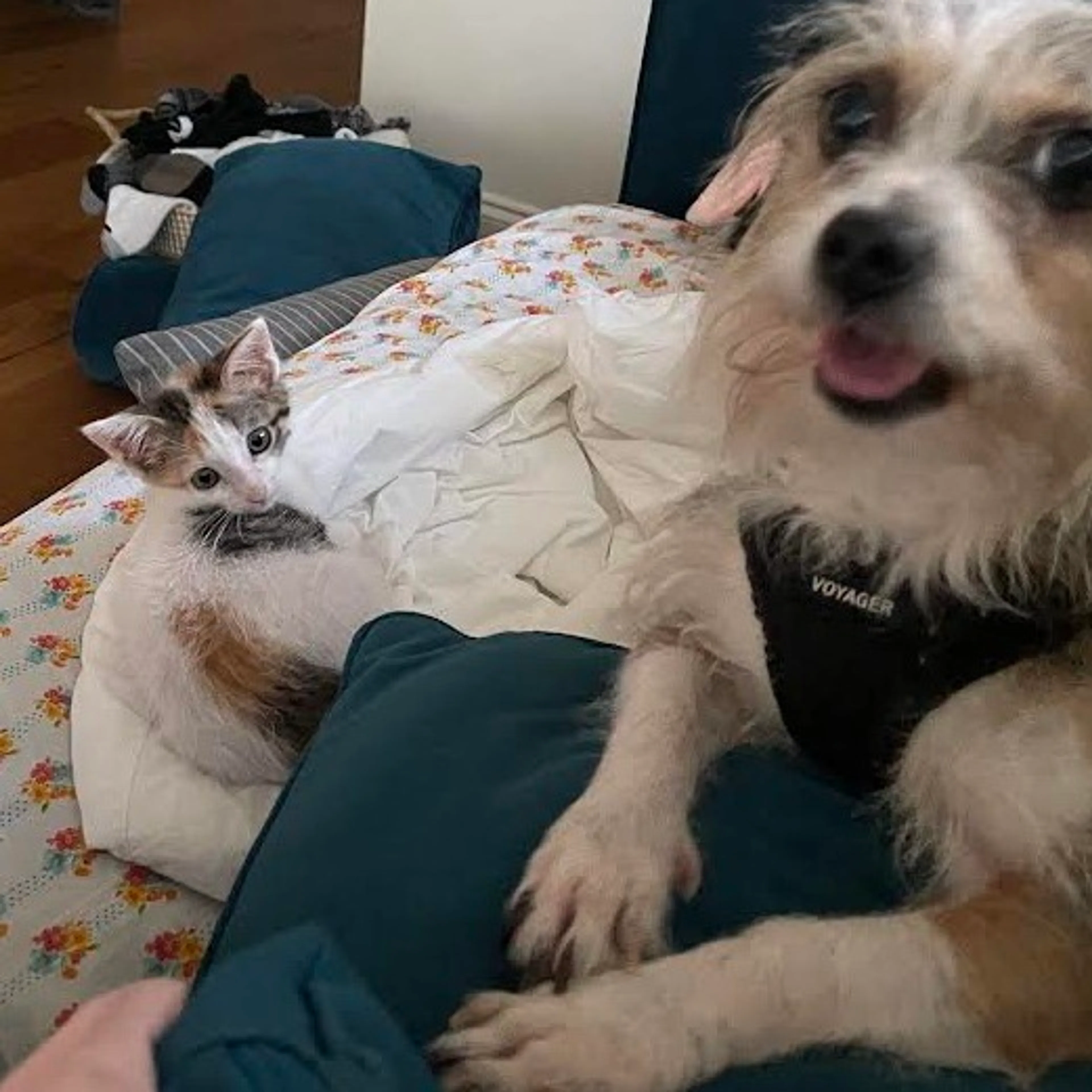 Found pet-3