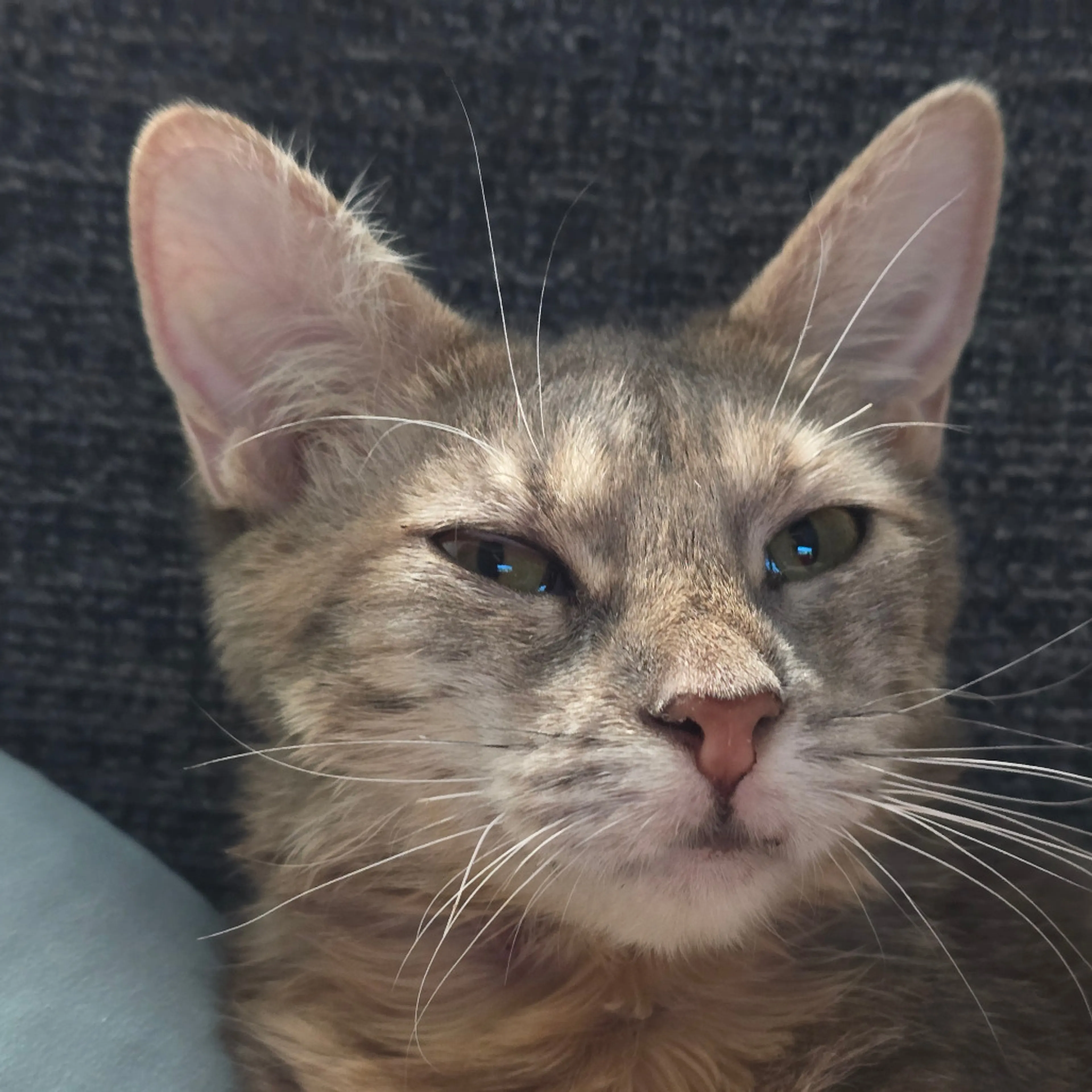 Found pet-11