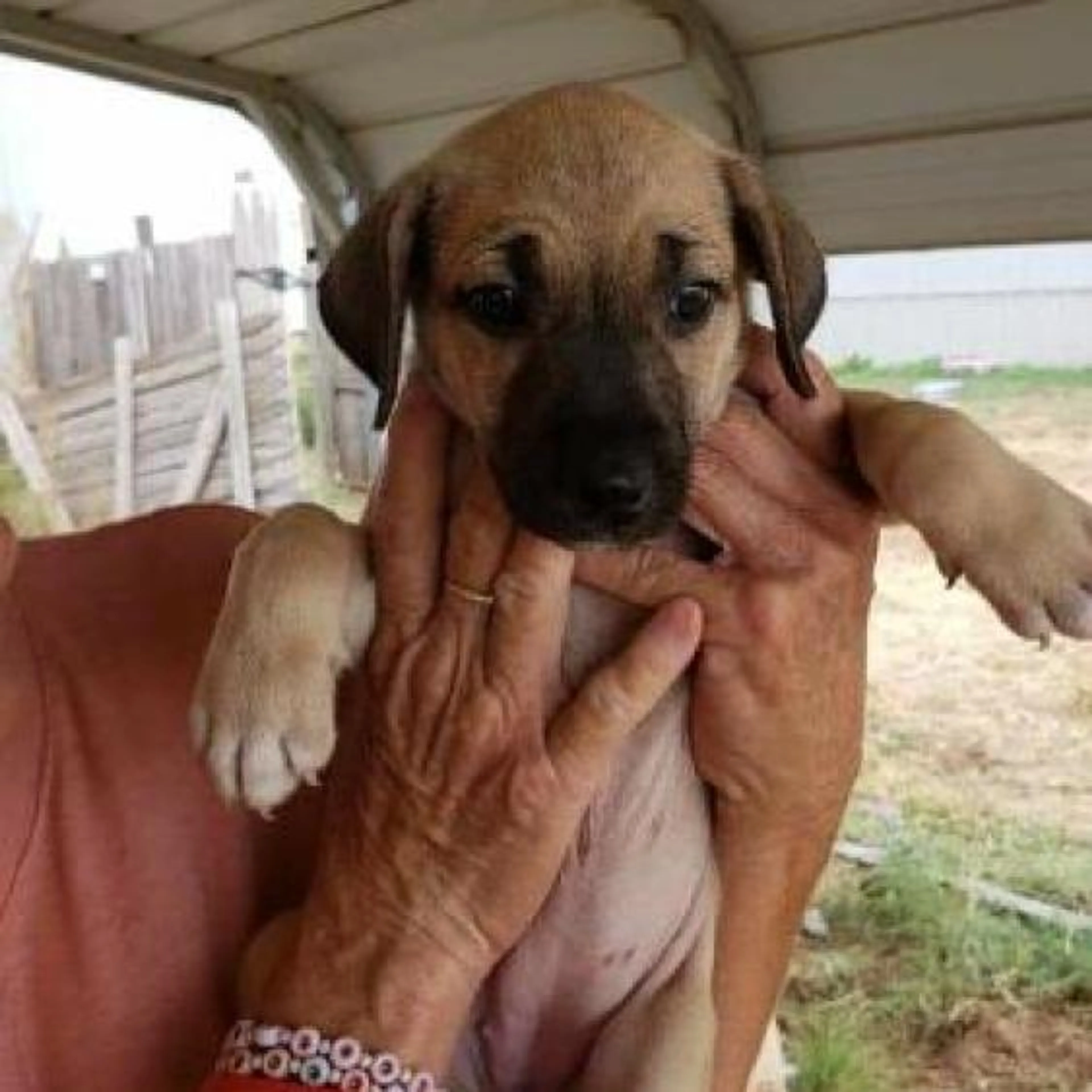cdn image