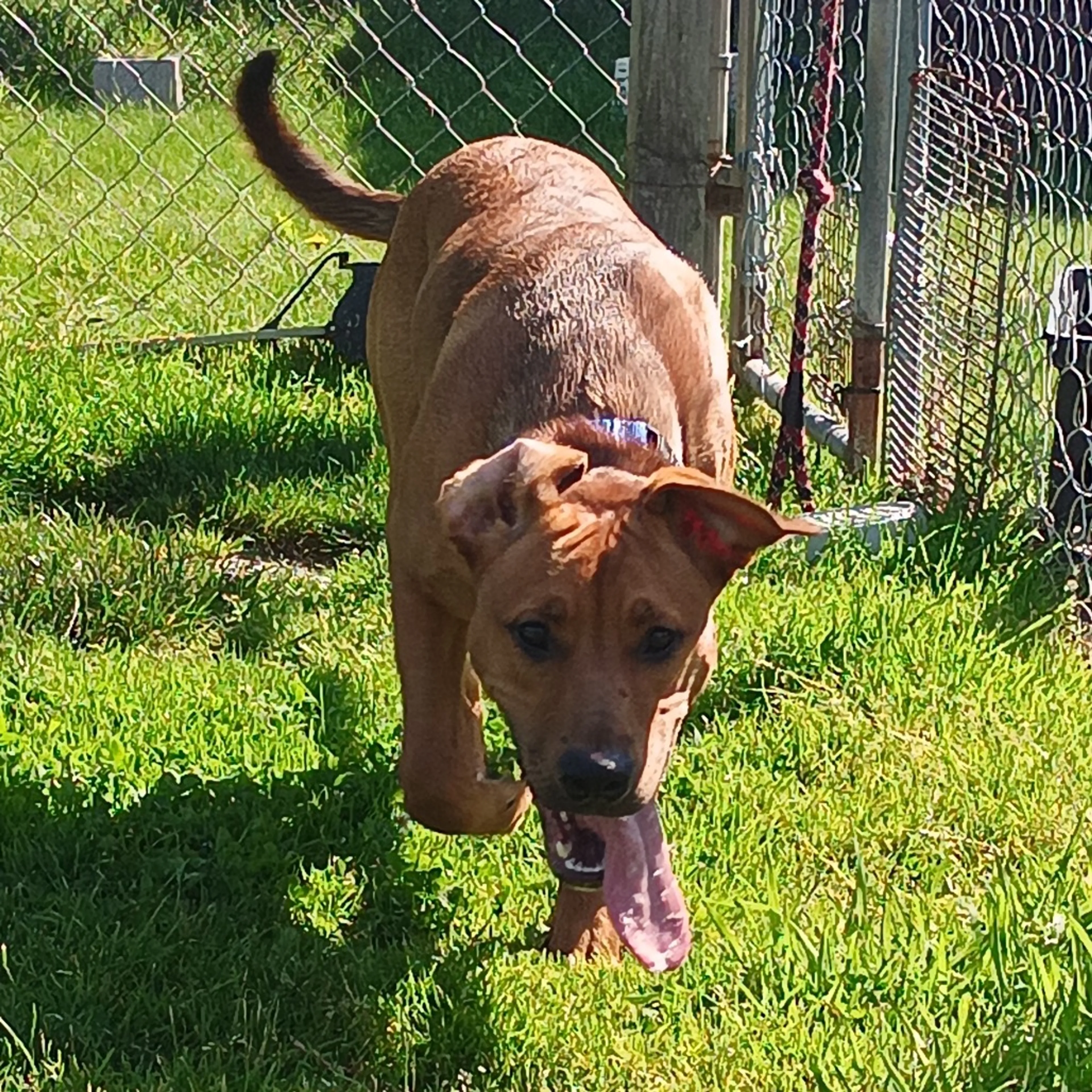 Found pet-2
