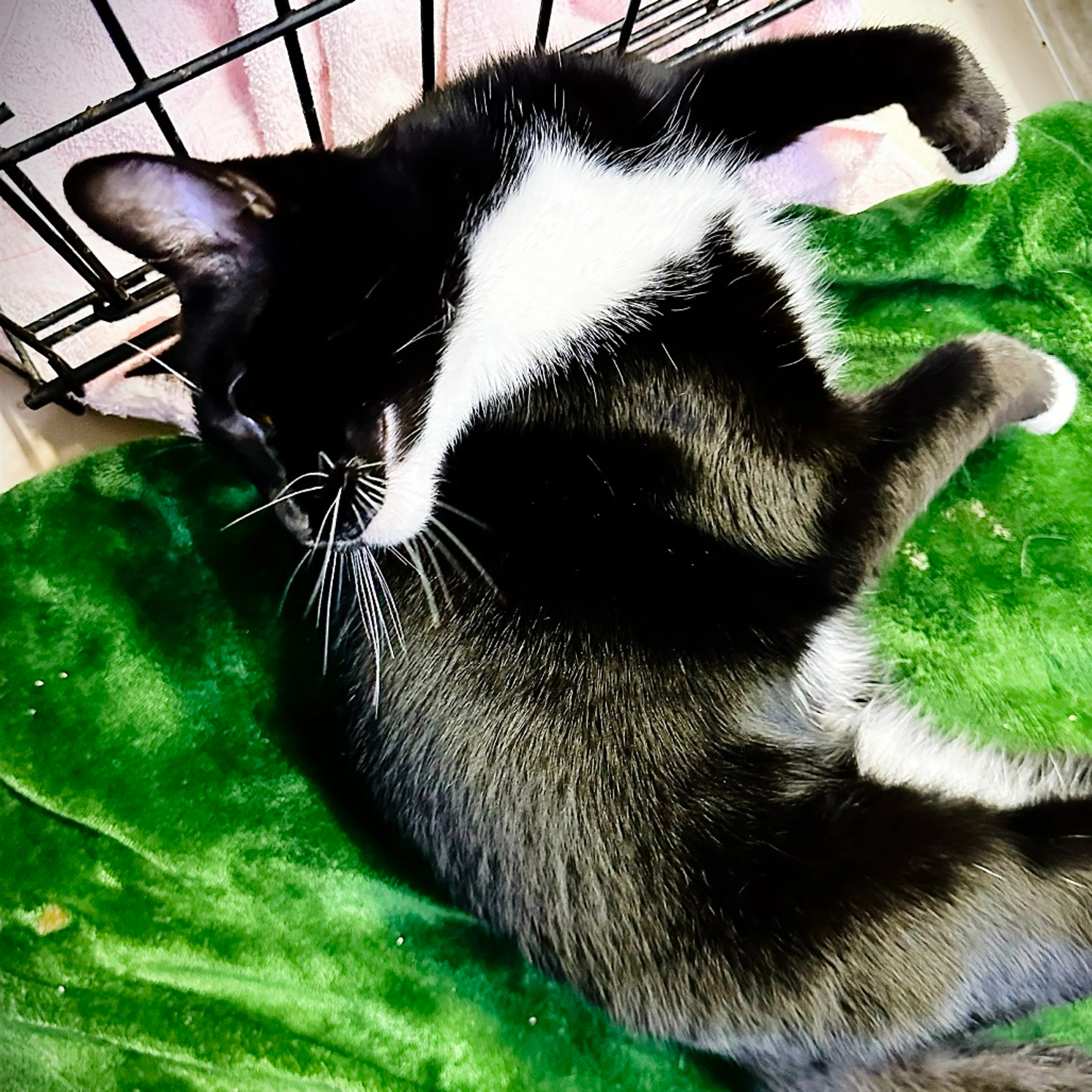Found pet-18