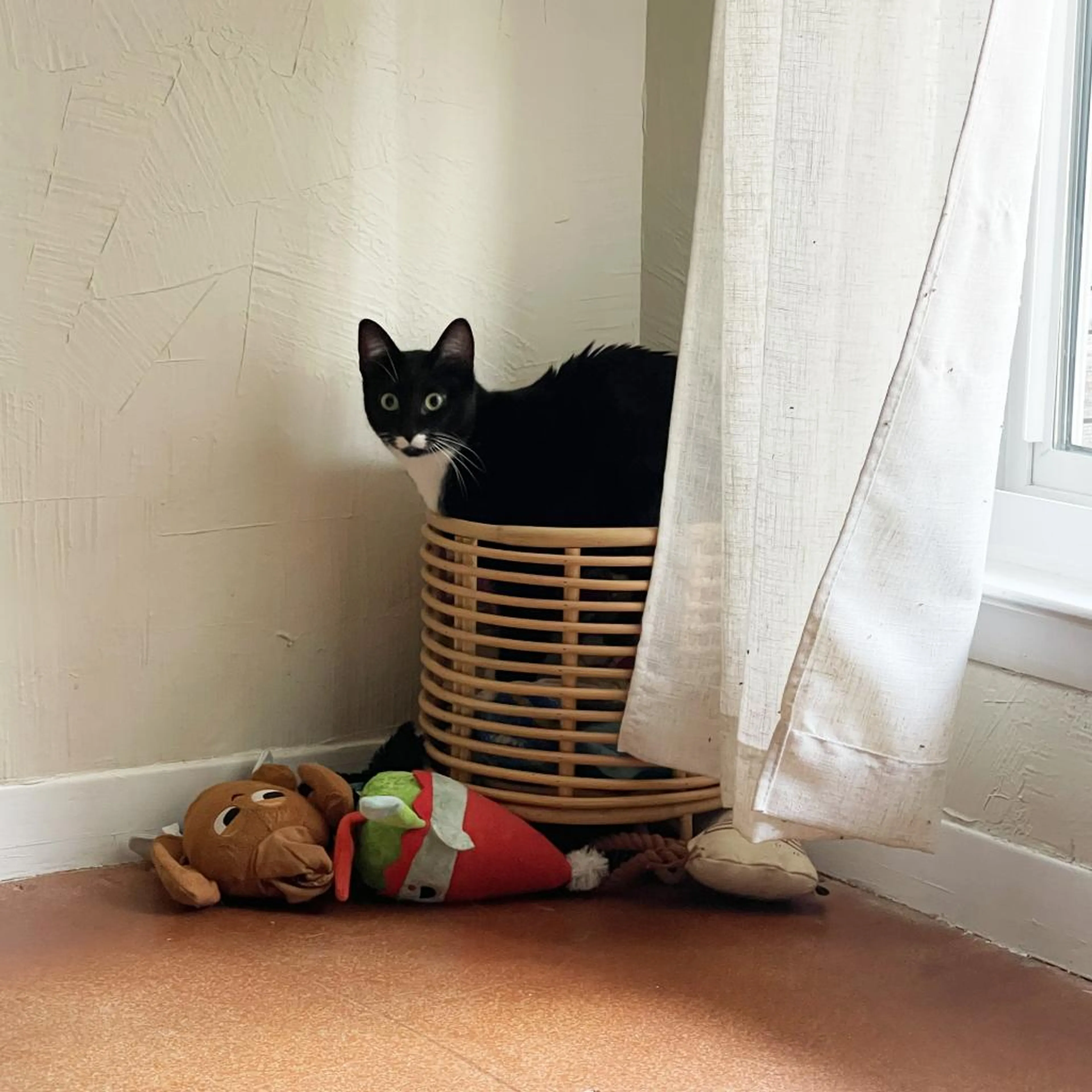 Found pet-4