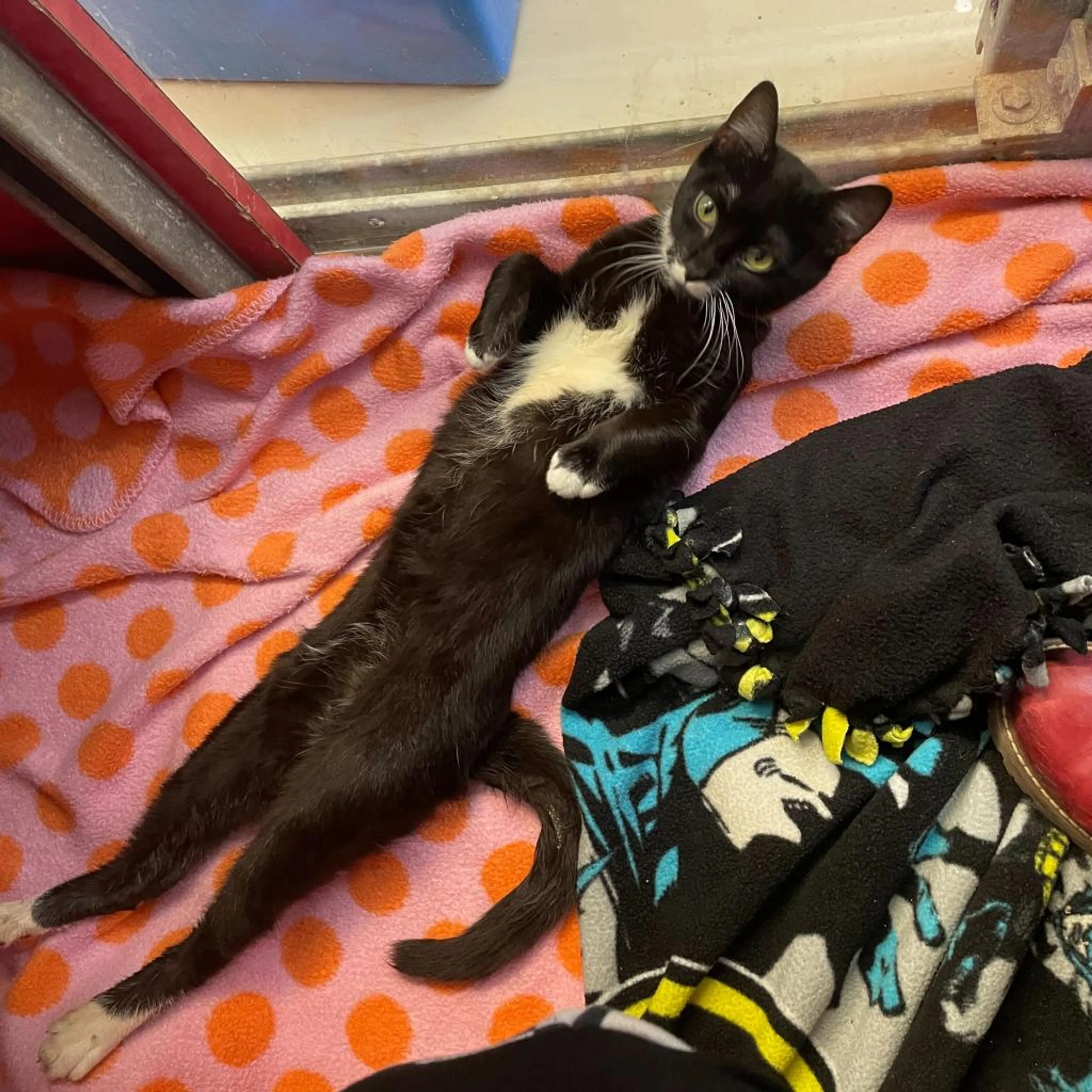 Found pet-9