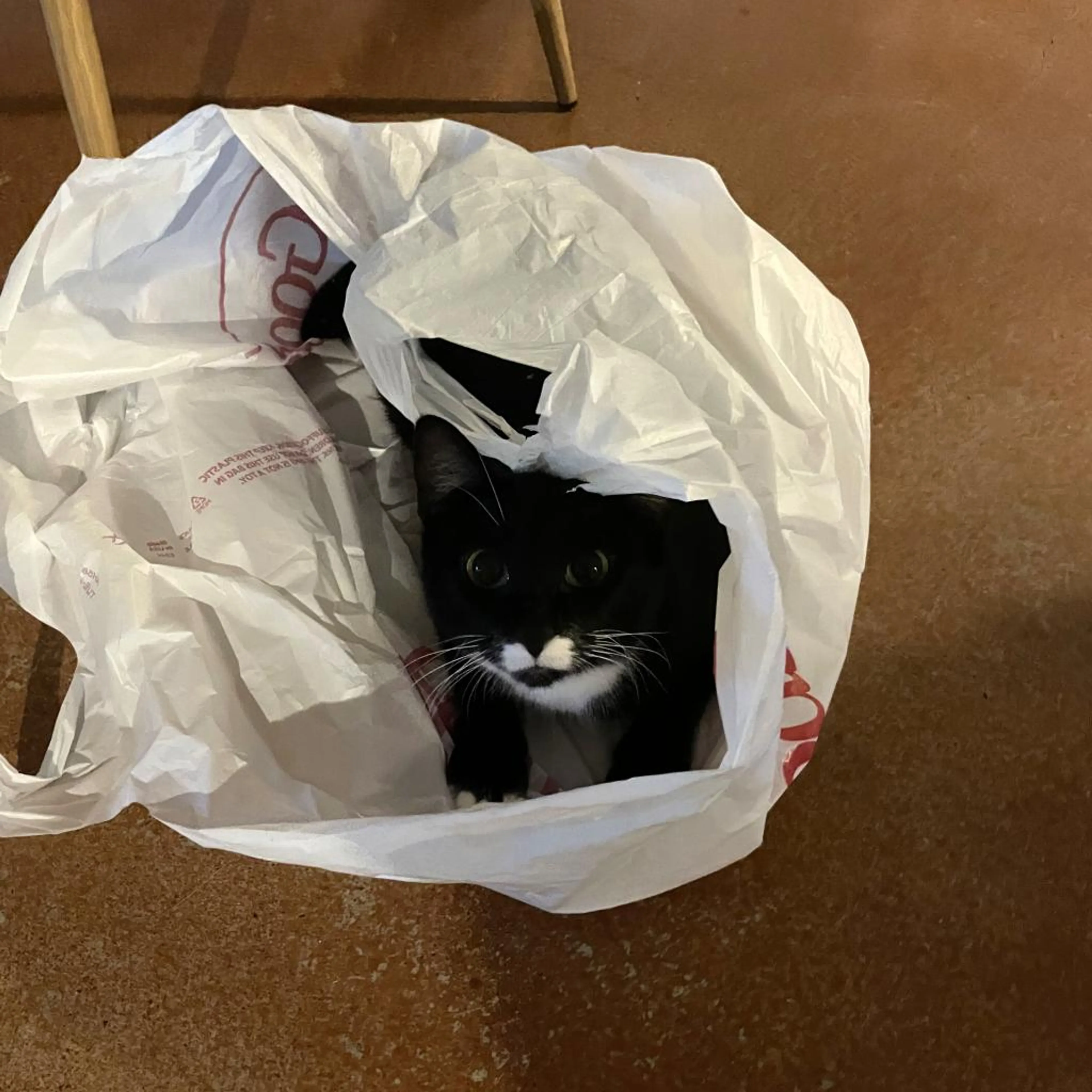 Found pet-6