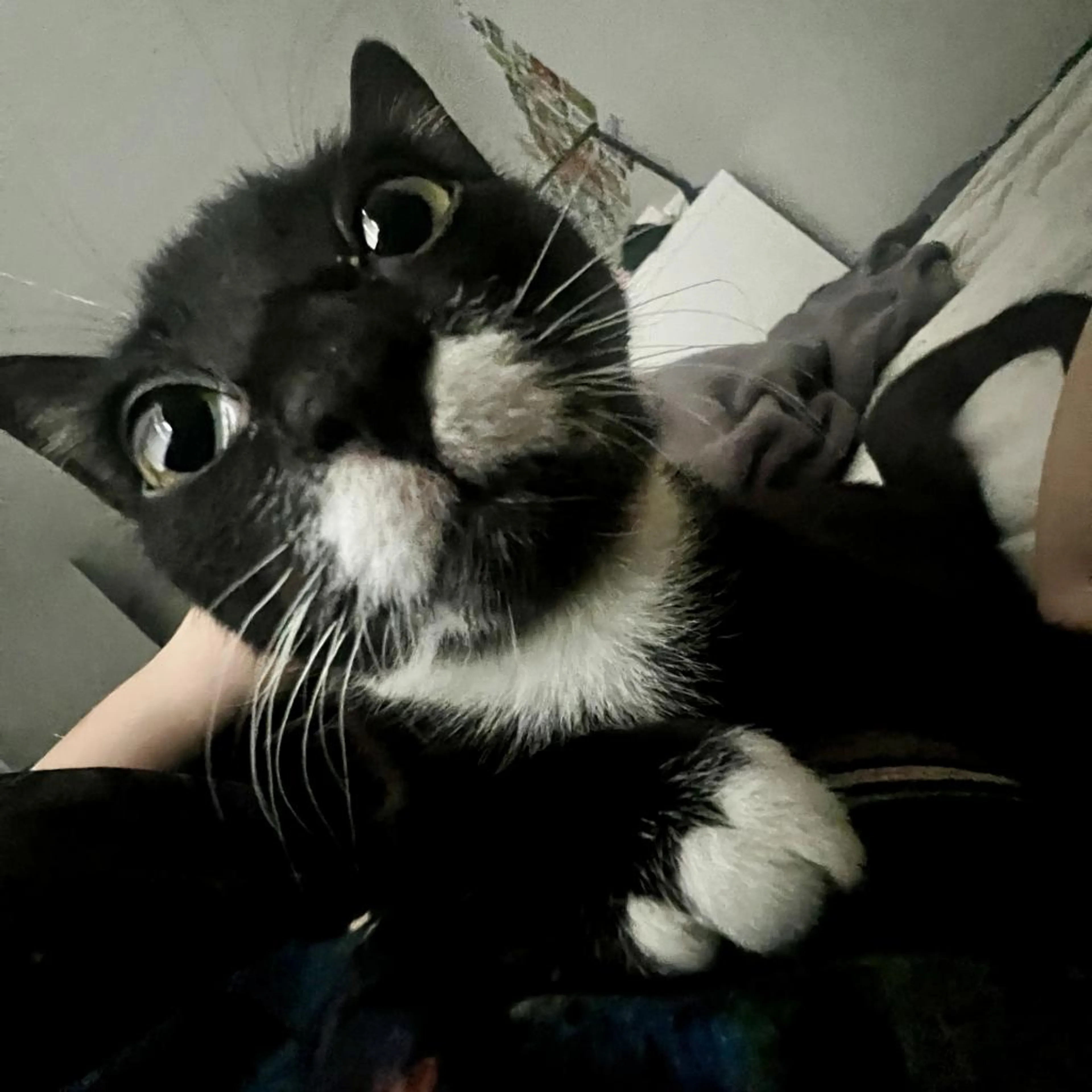 Found pet-10