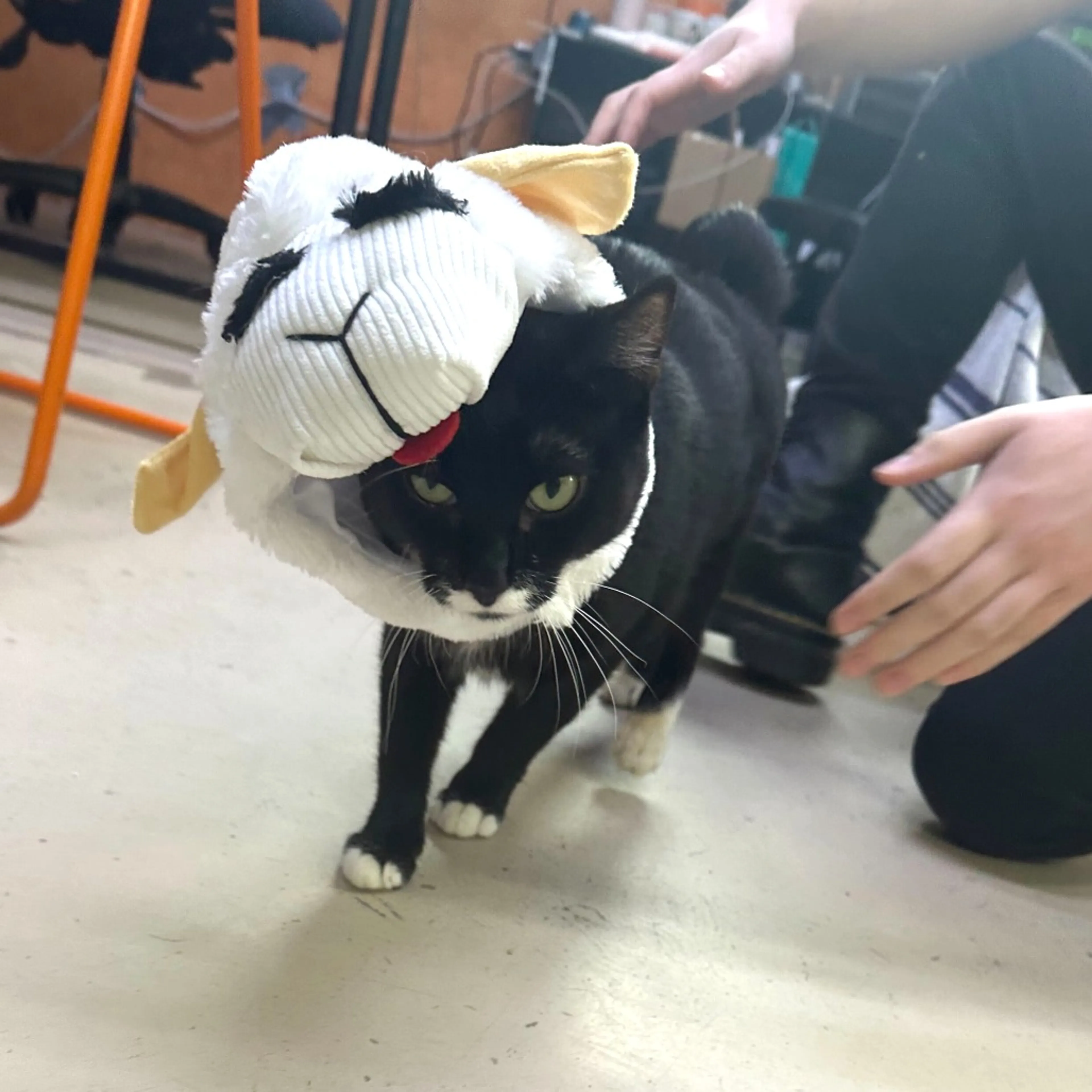 Found pet-15