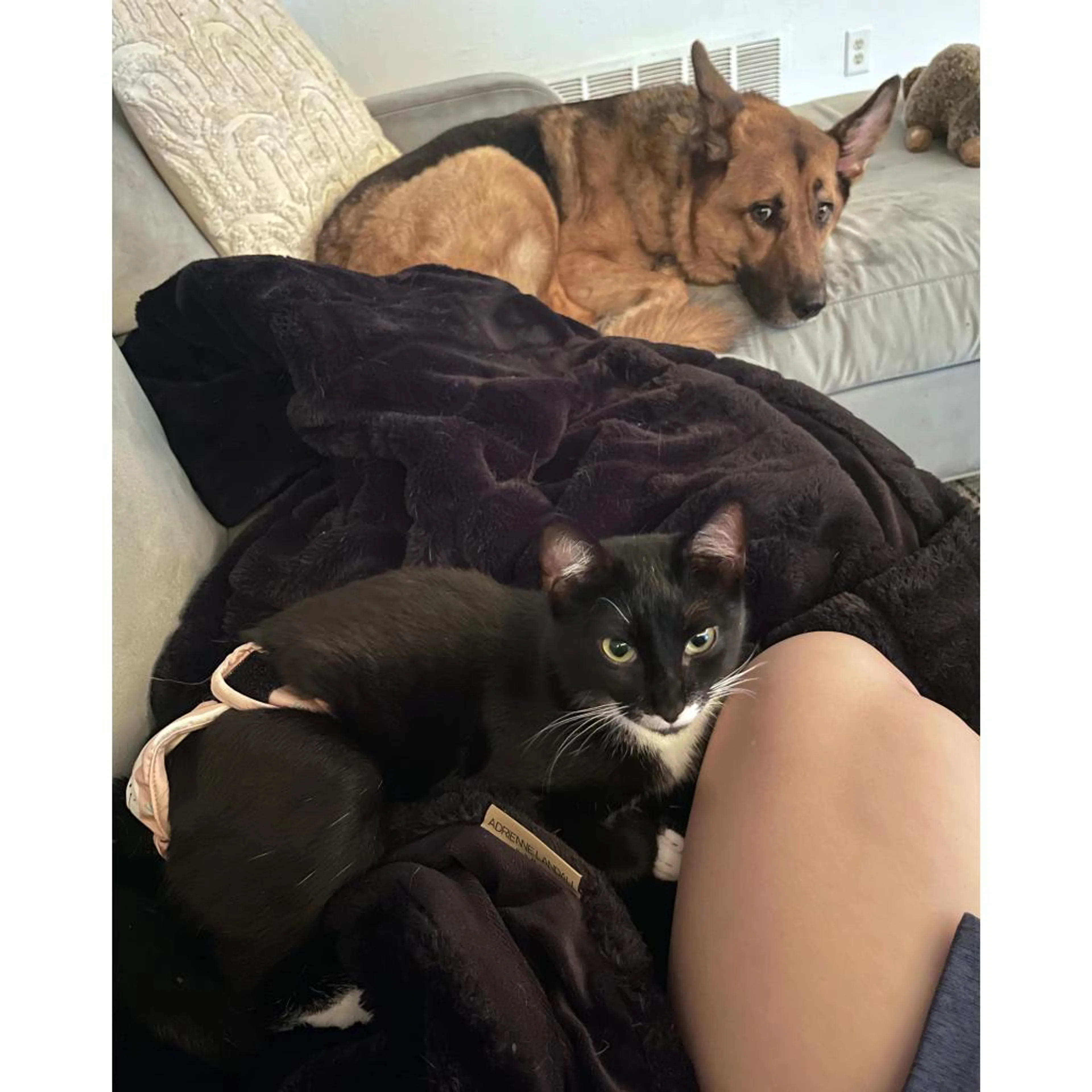 Found pet-2