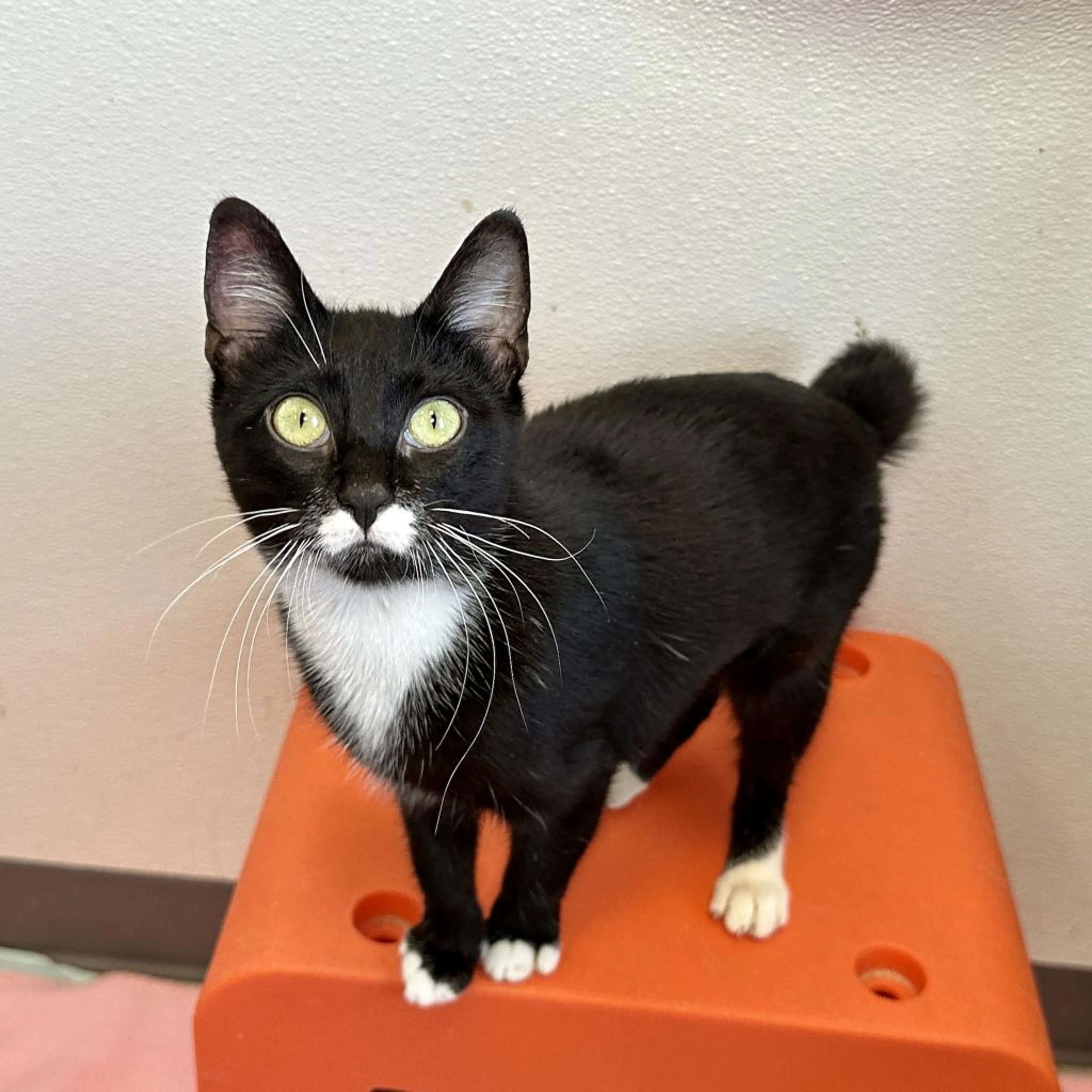 Found pet-1