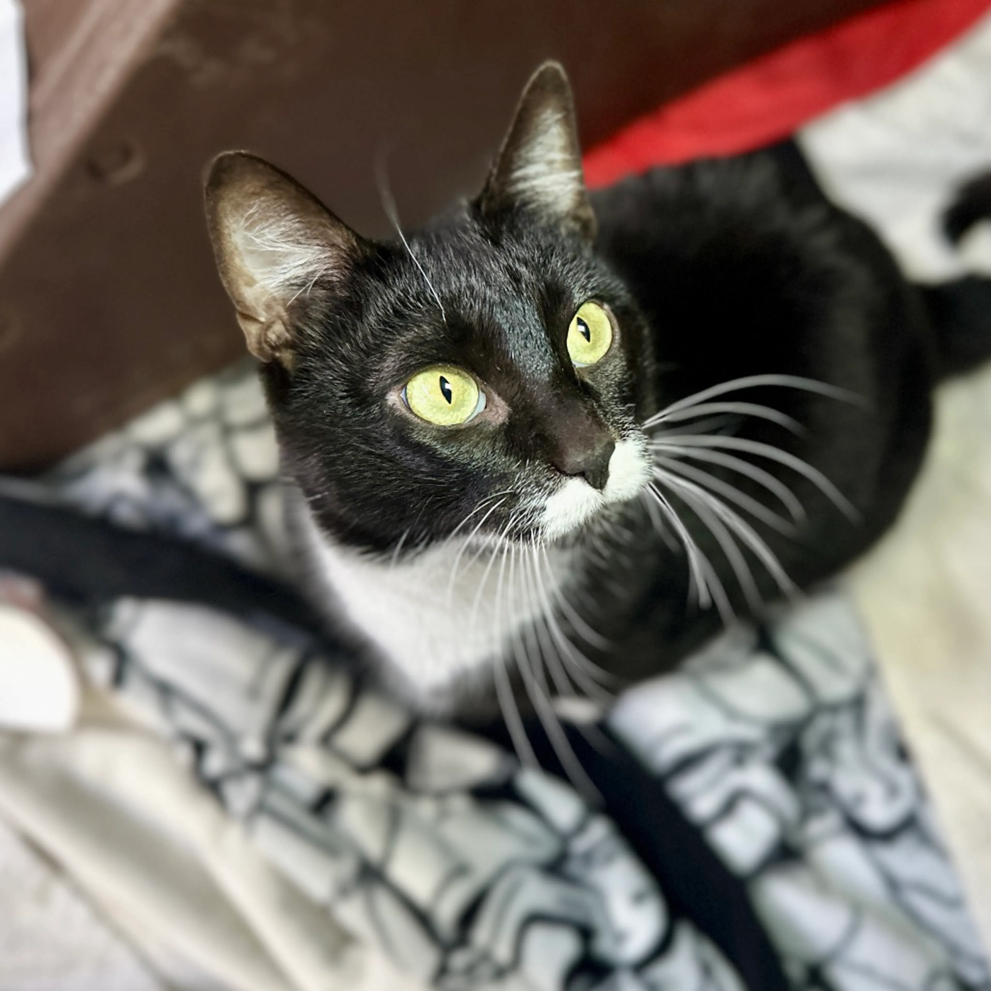 Found pet-21