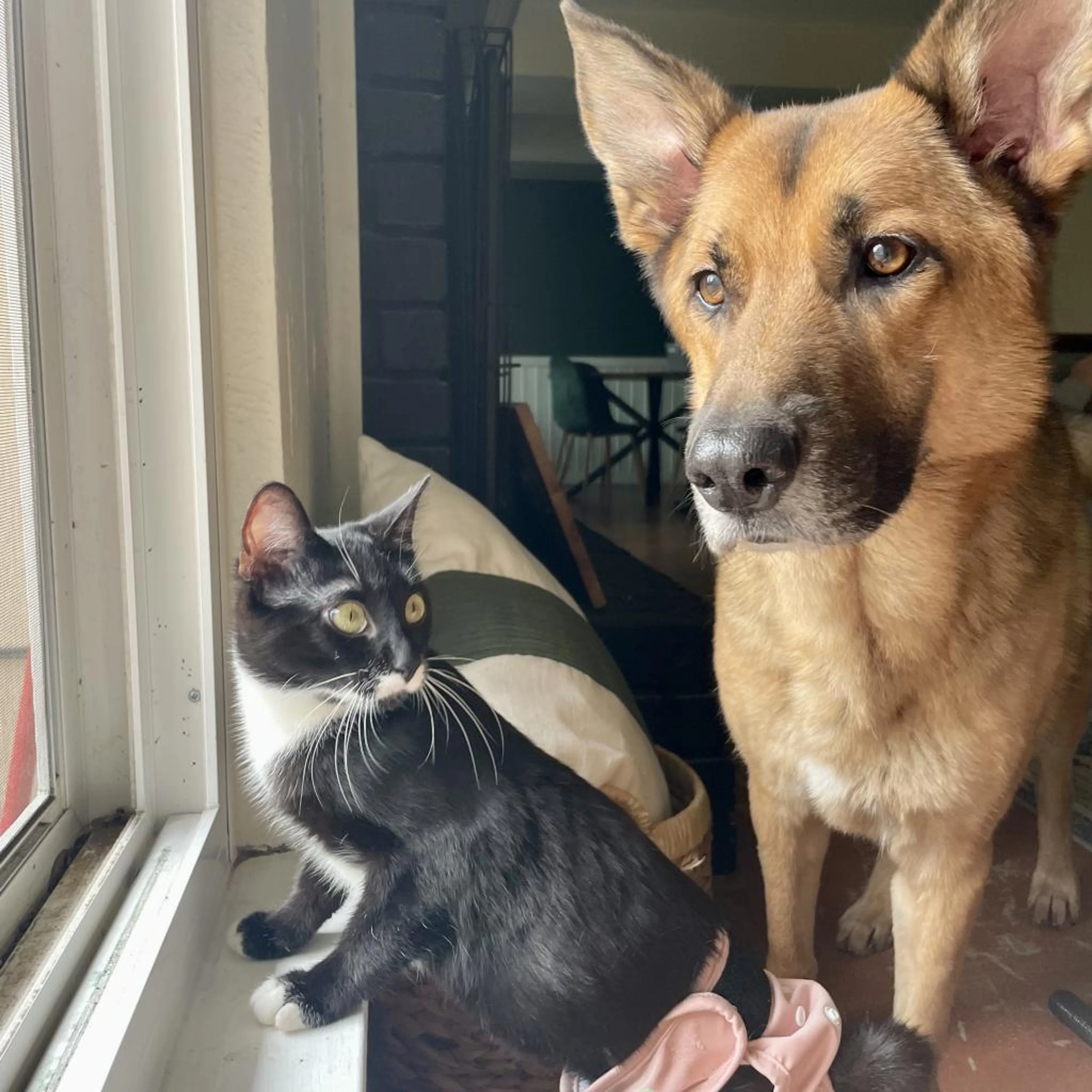Found pet-7