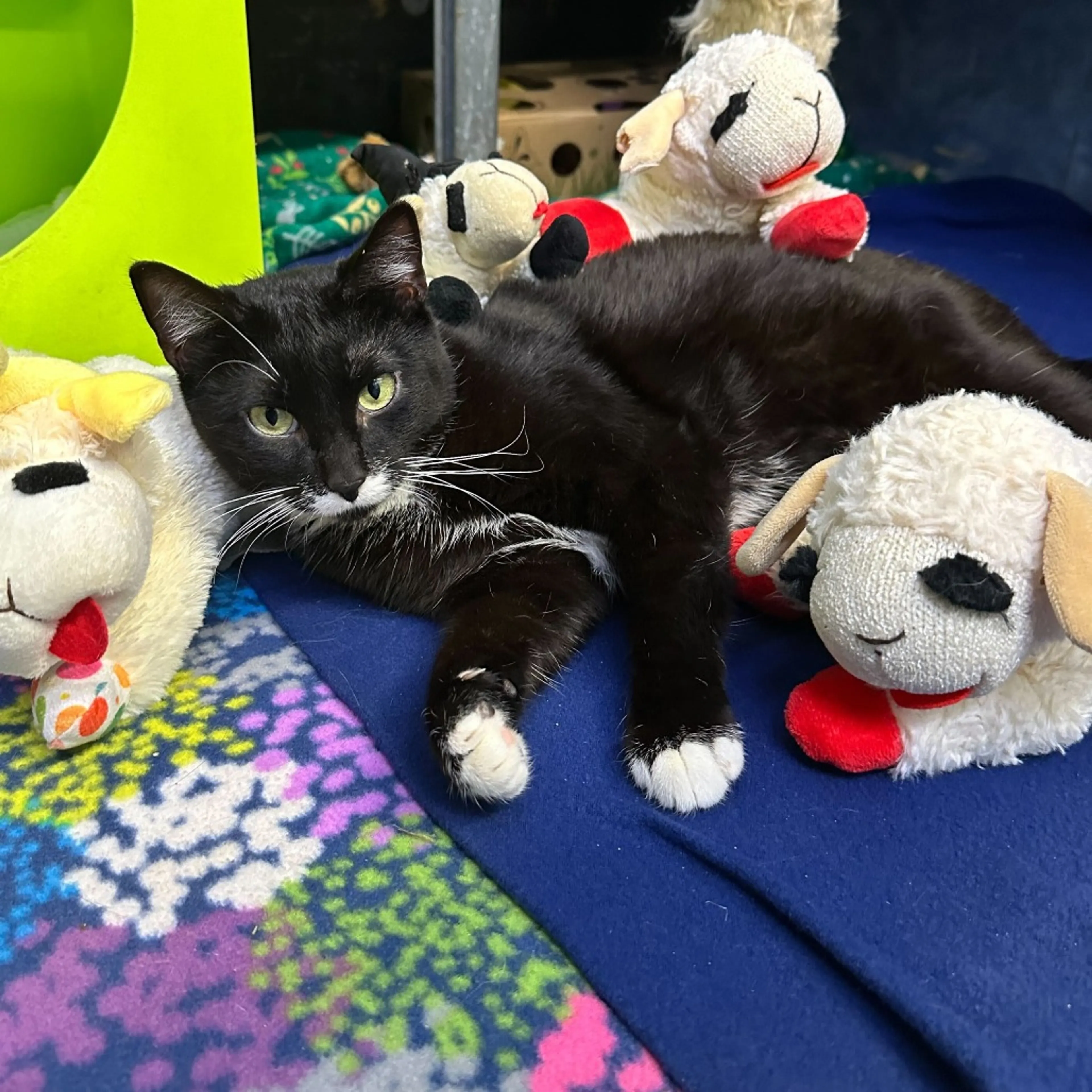 Found pet-14