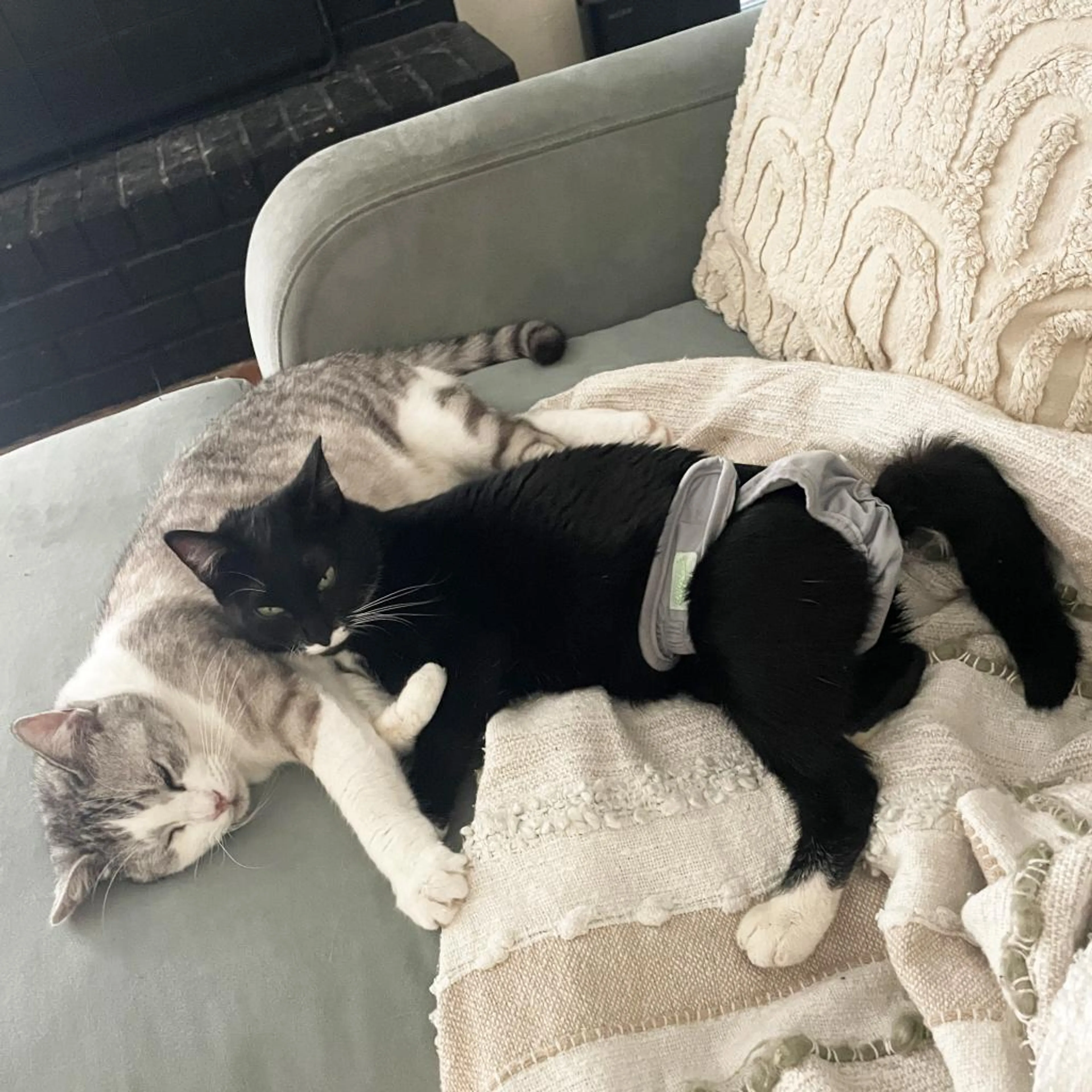 Found pet-3