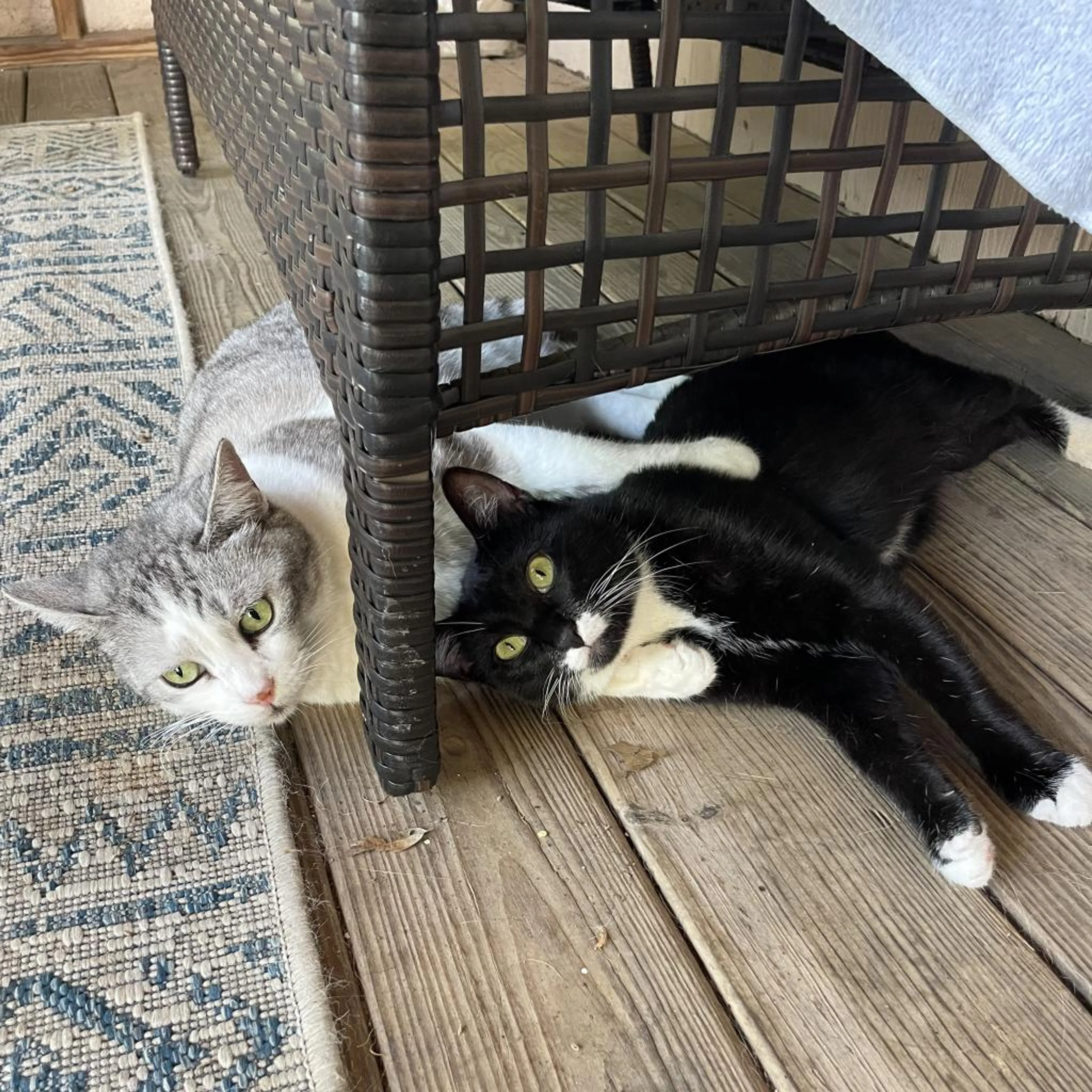 Found pet-5
