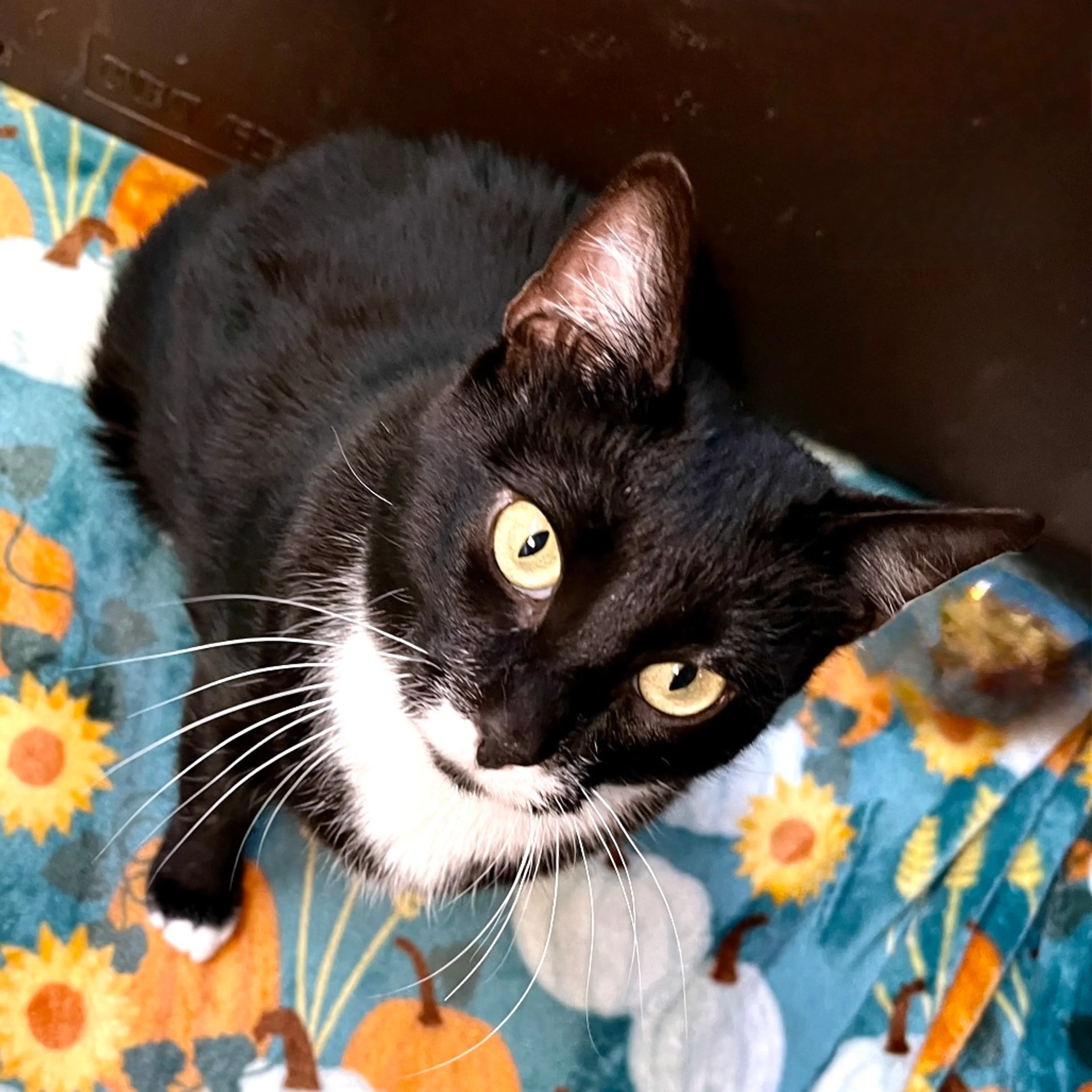 Found pet-17