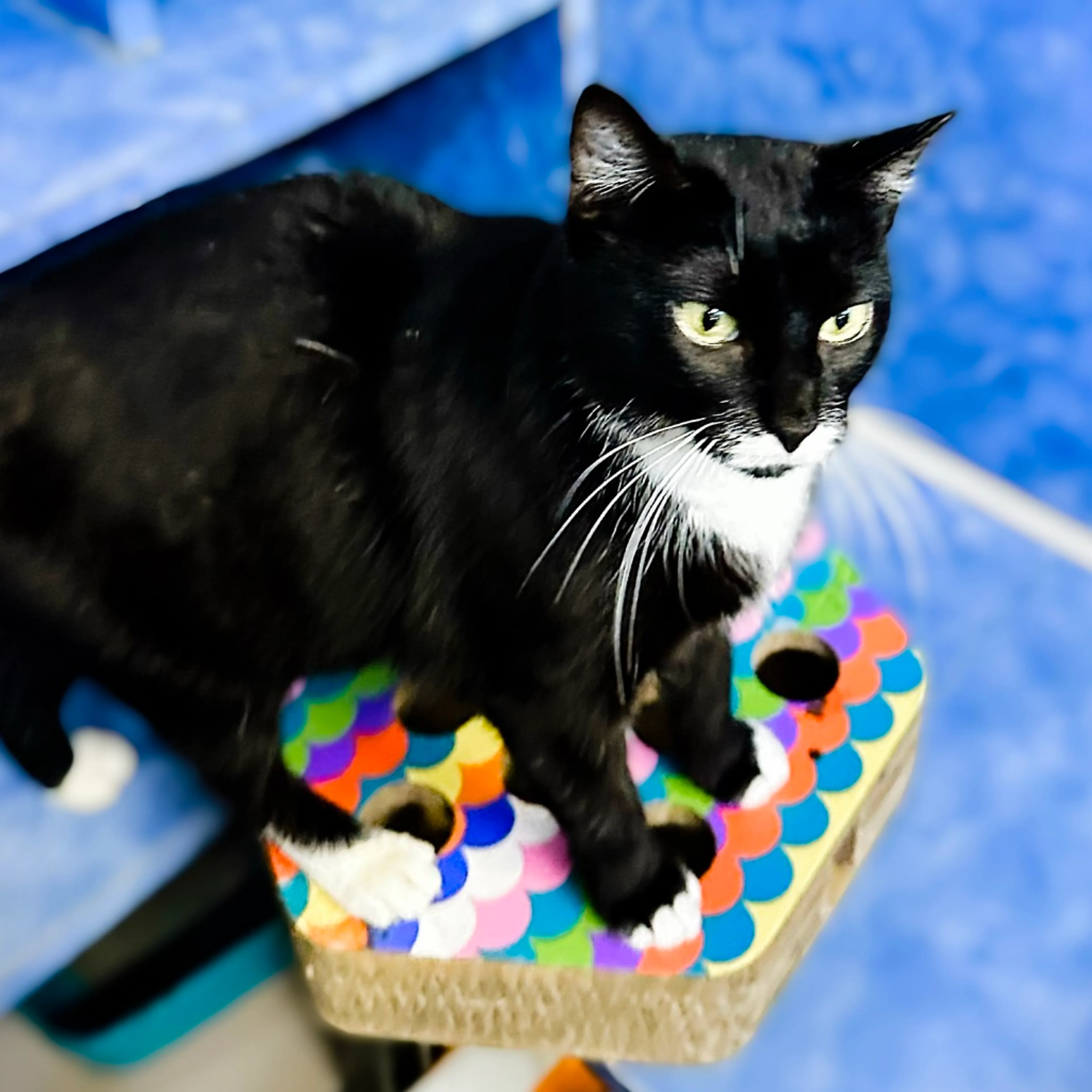 Found pet-19