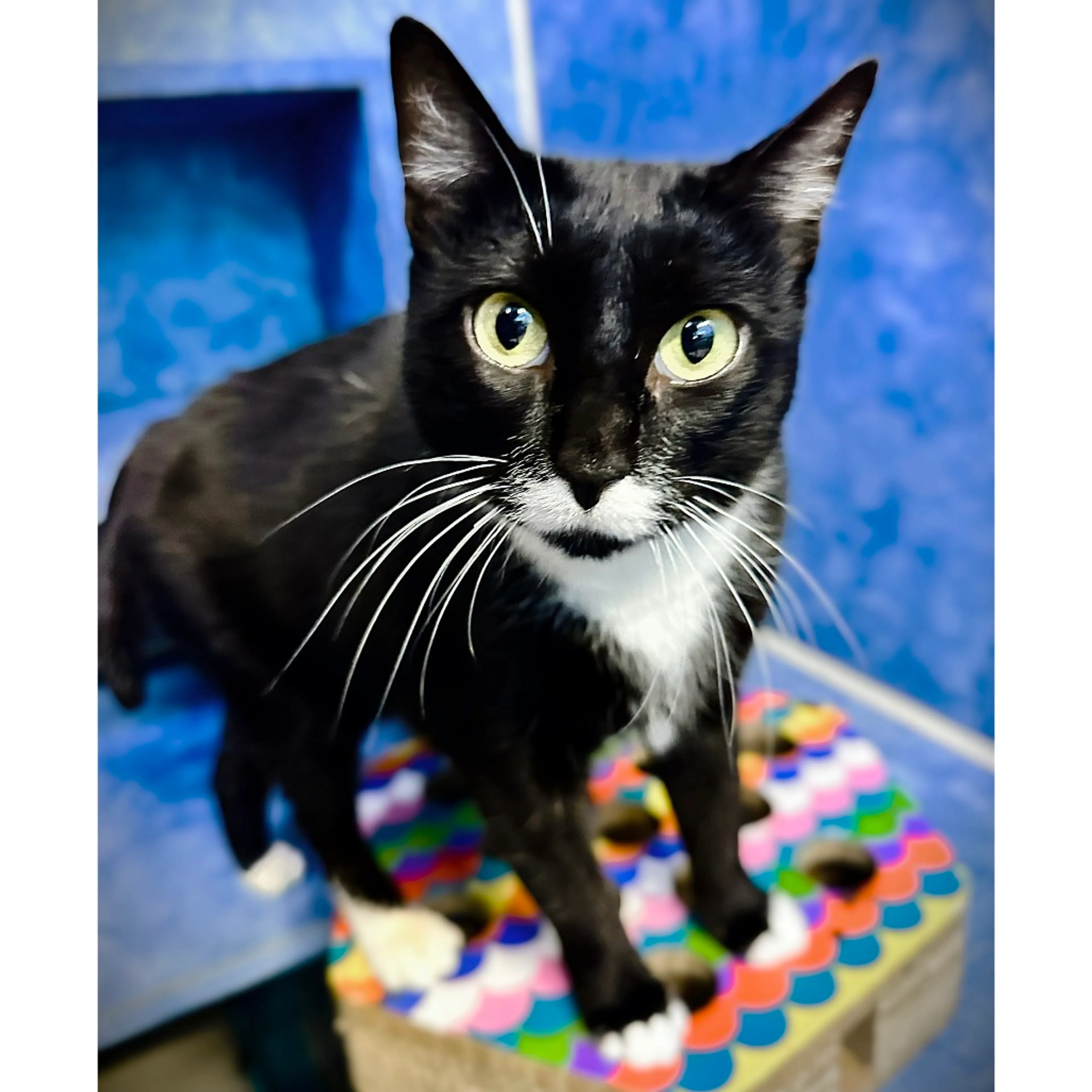 Found pet-20