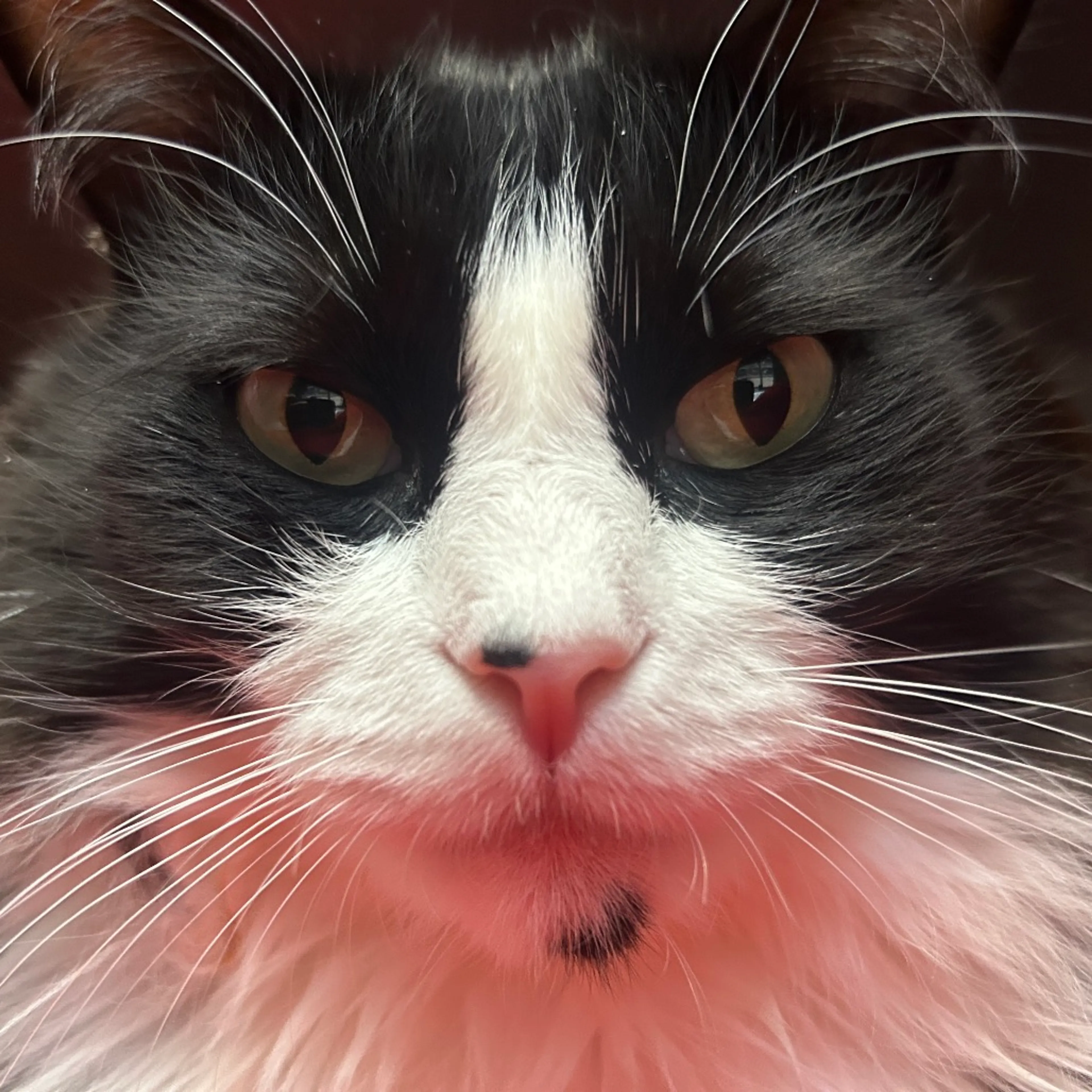 Found pet-34