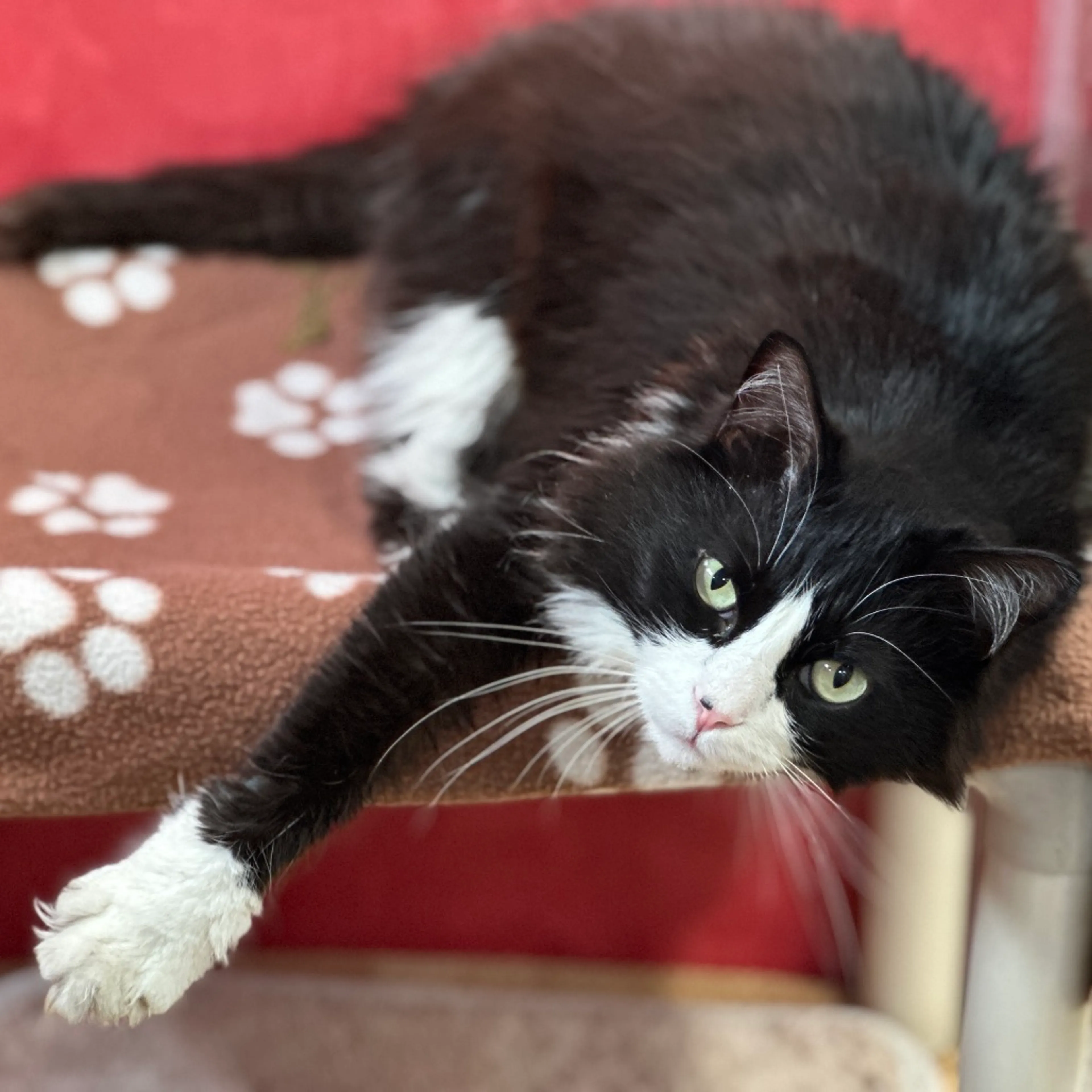 Found pet-35