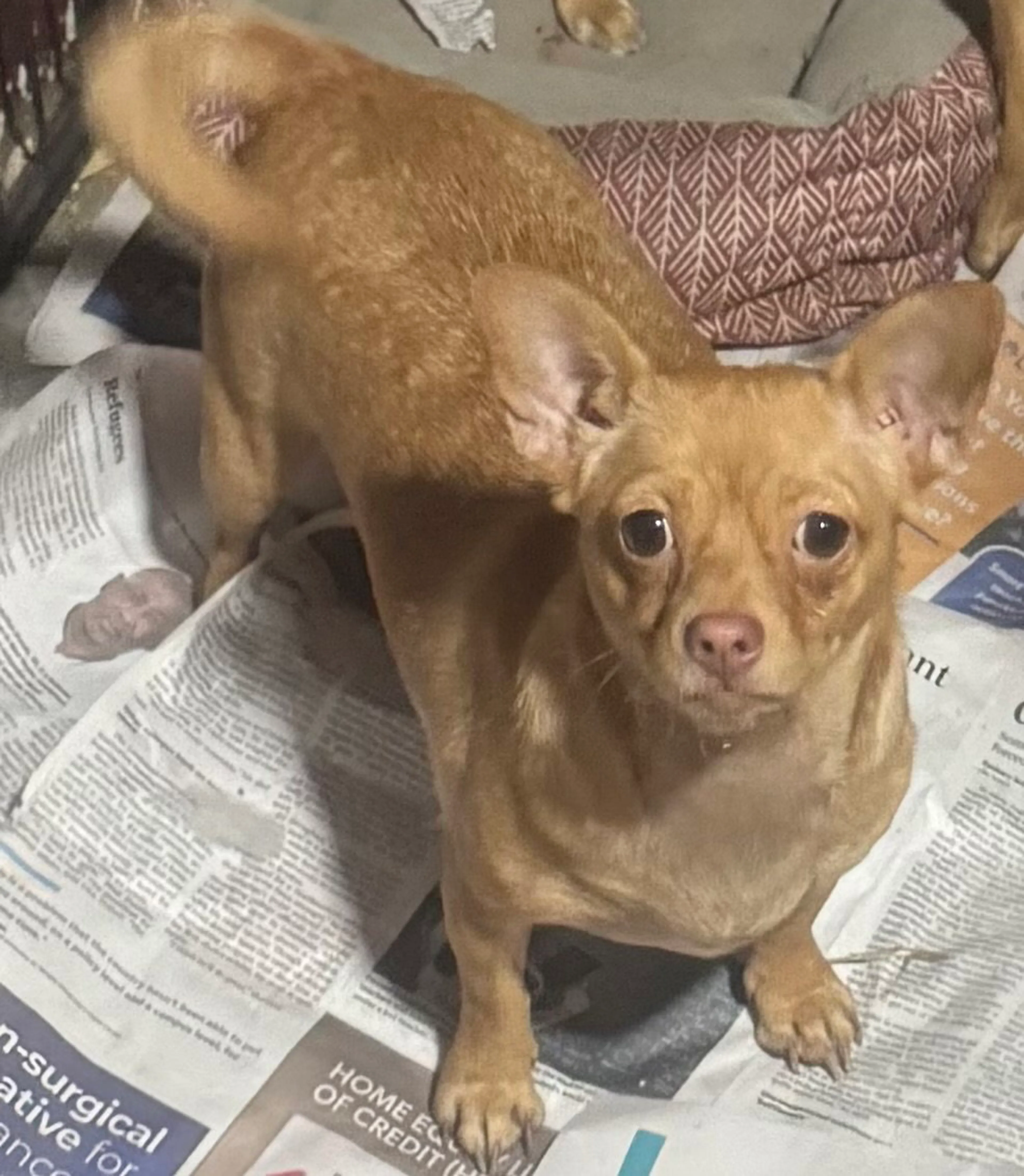 Found pet