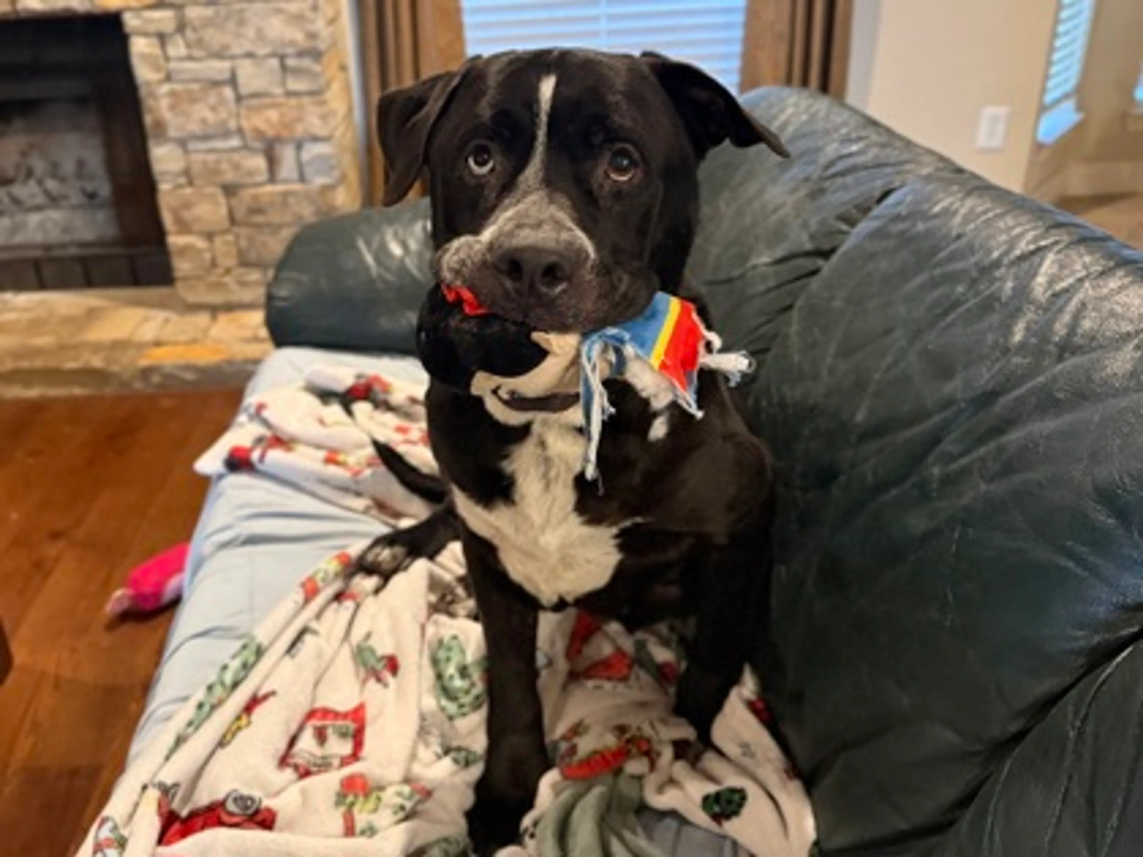 Found pet-1