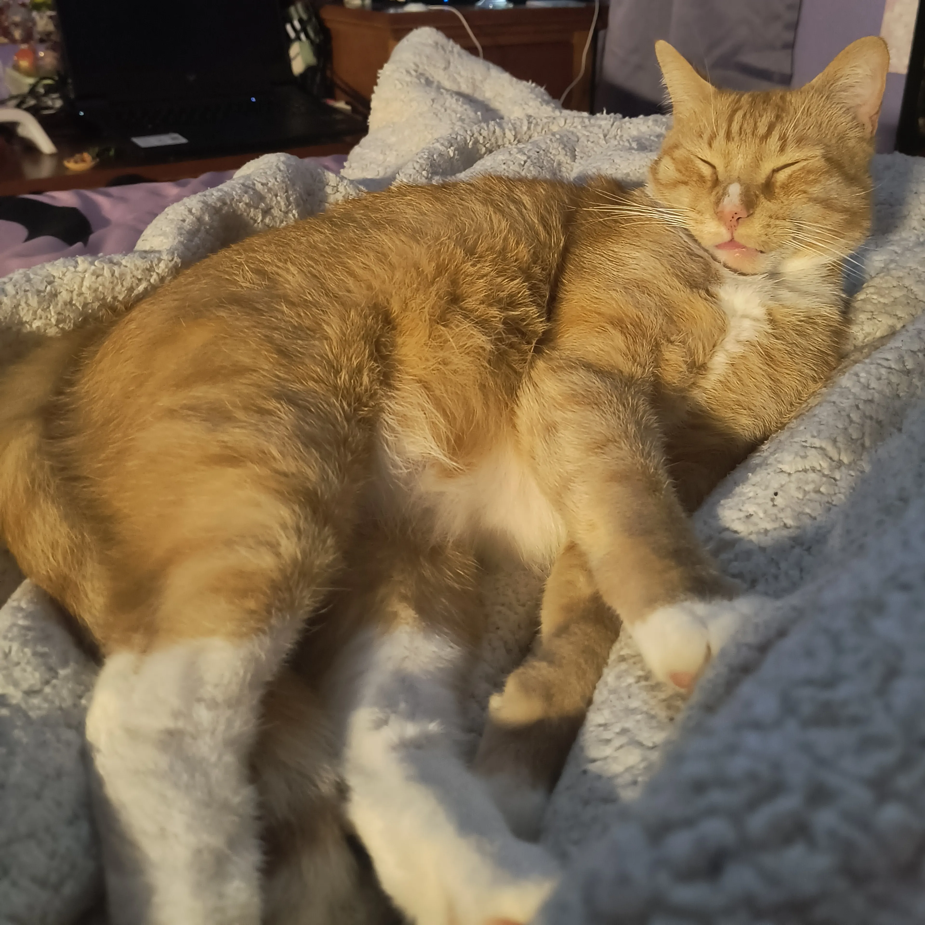 Lost pet-3