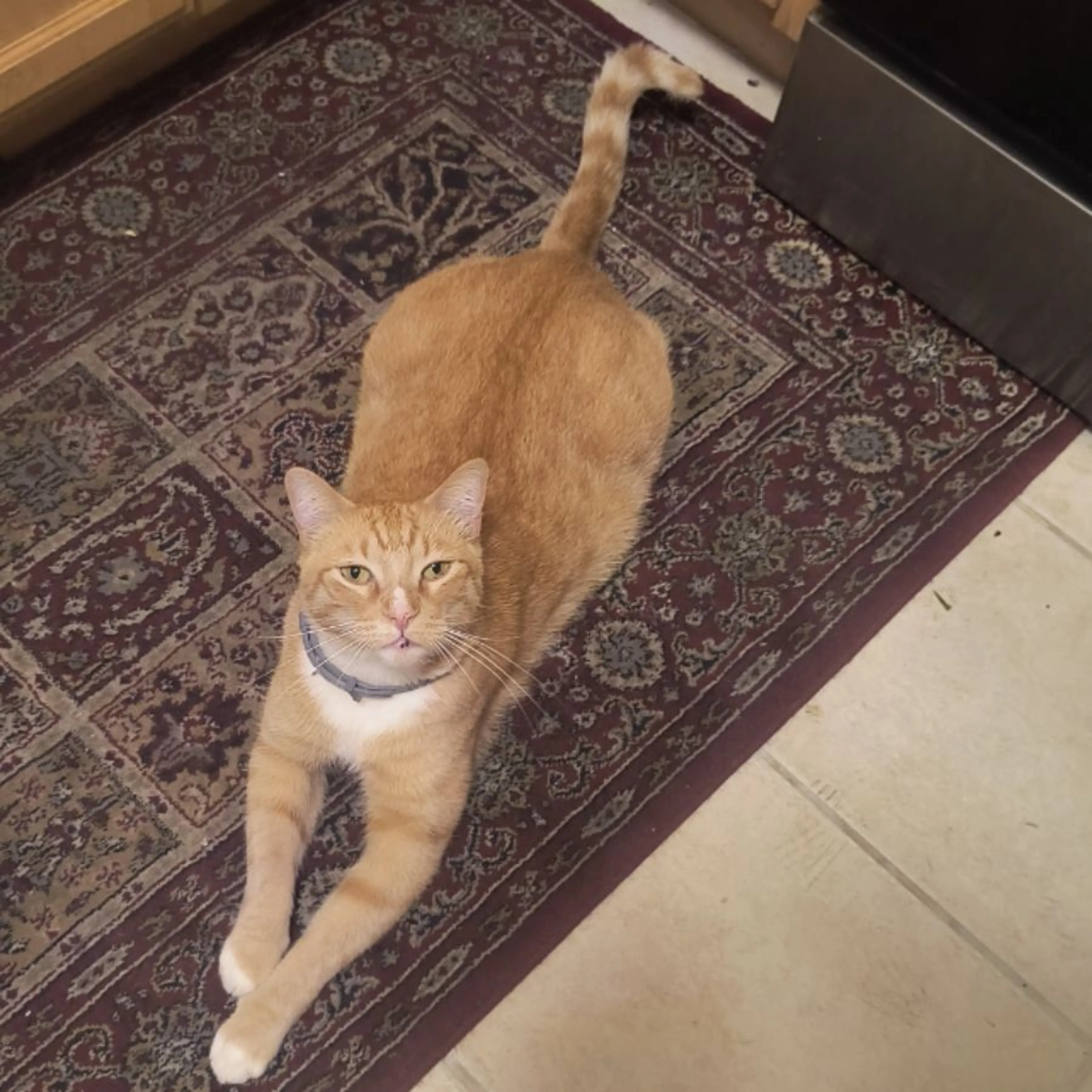 Lost pet-0