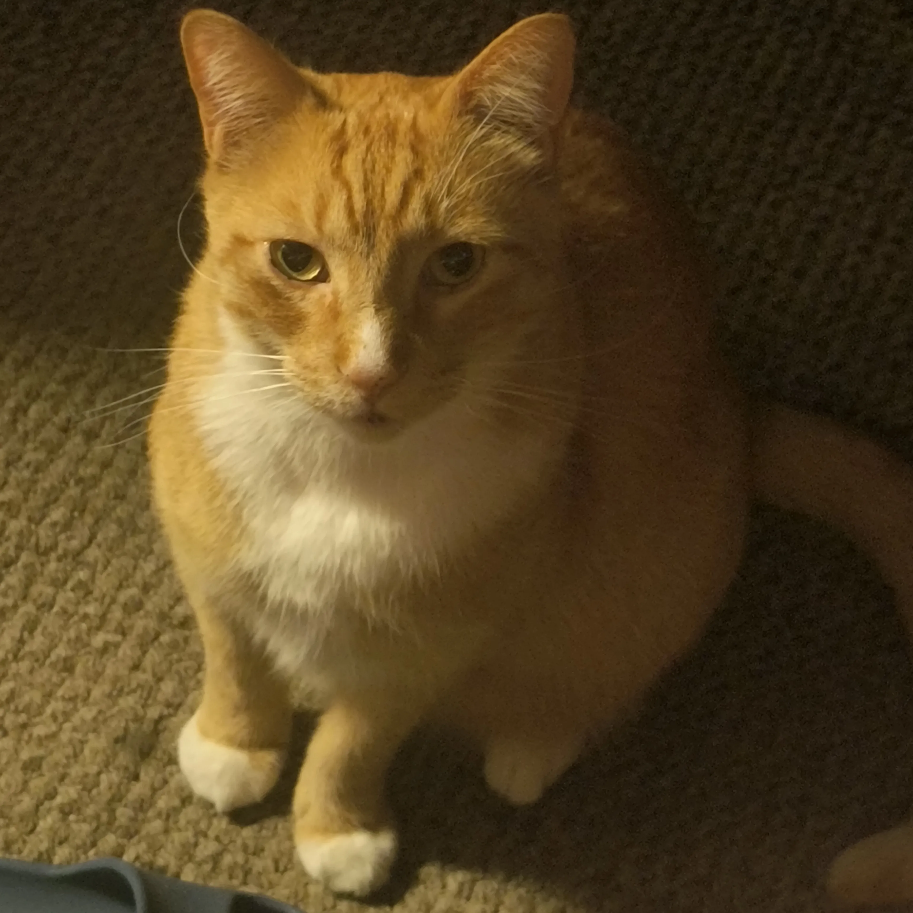 Lost pet-2