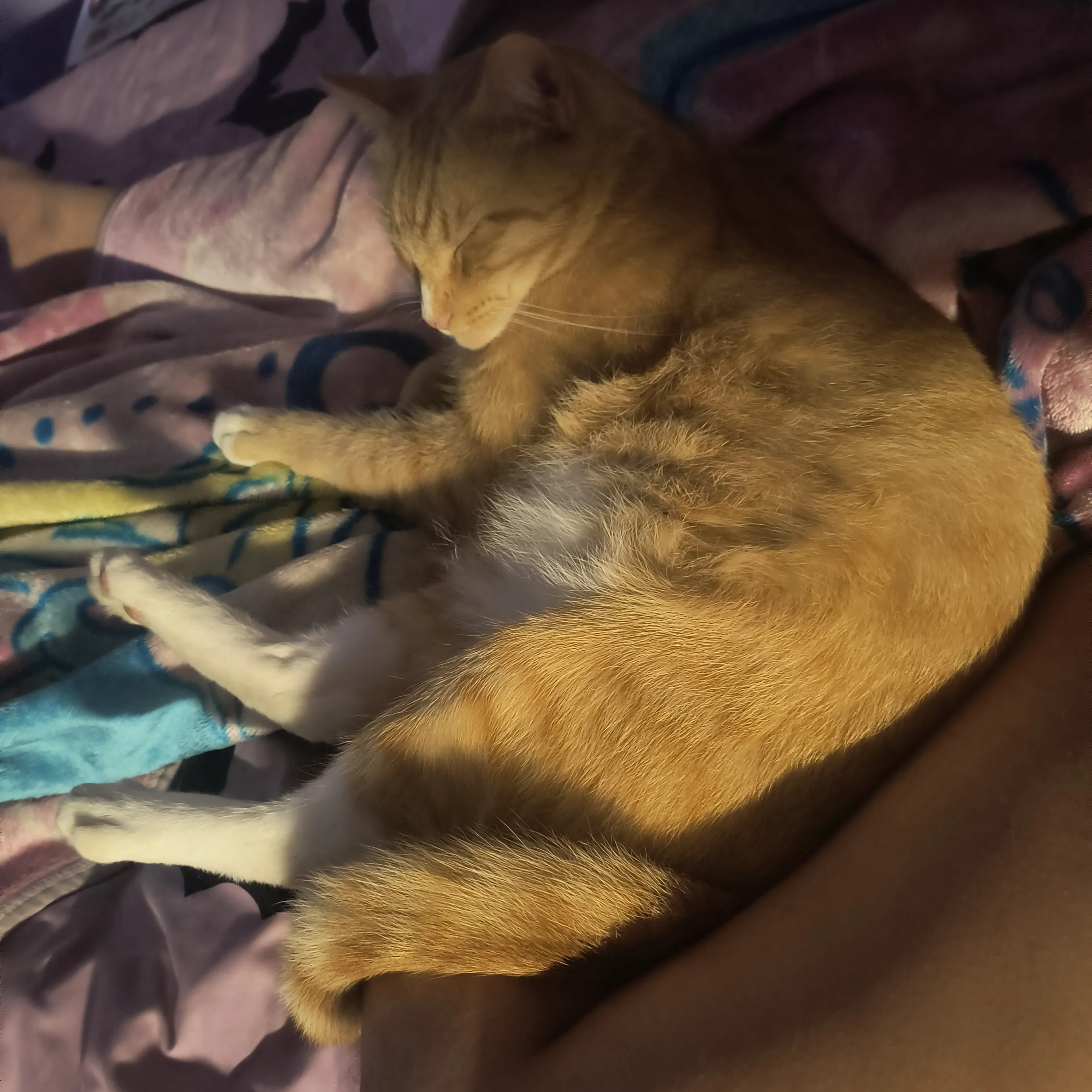 Lost pet-1