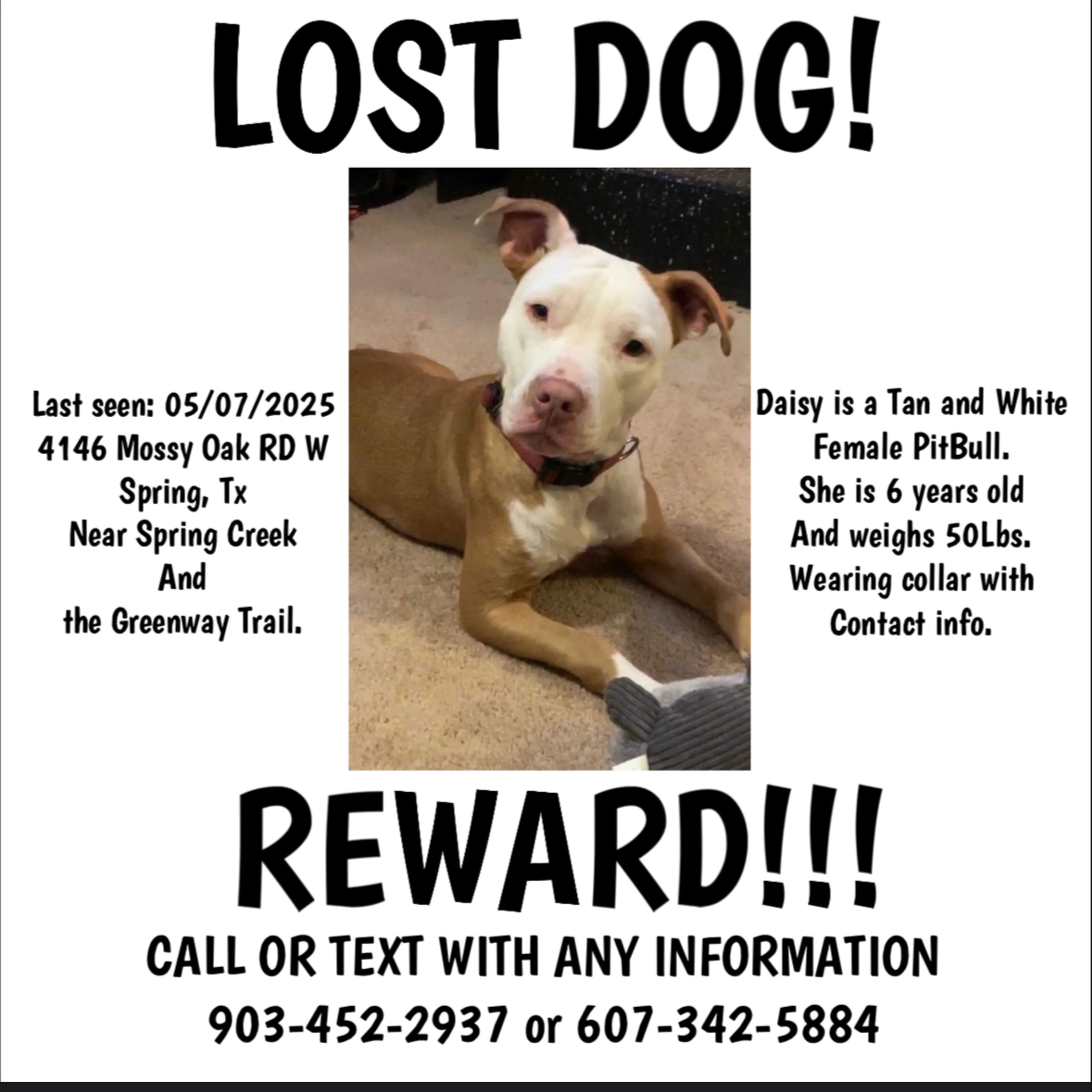 Lost pet-3