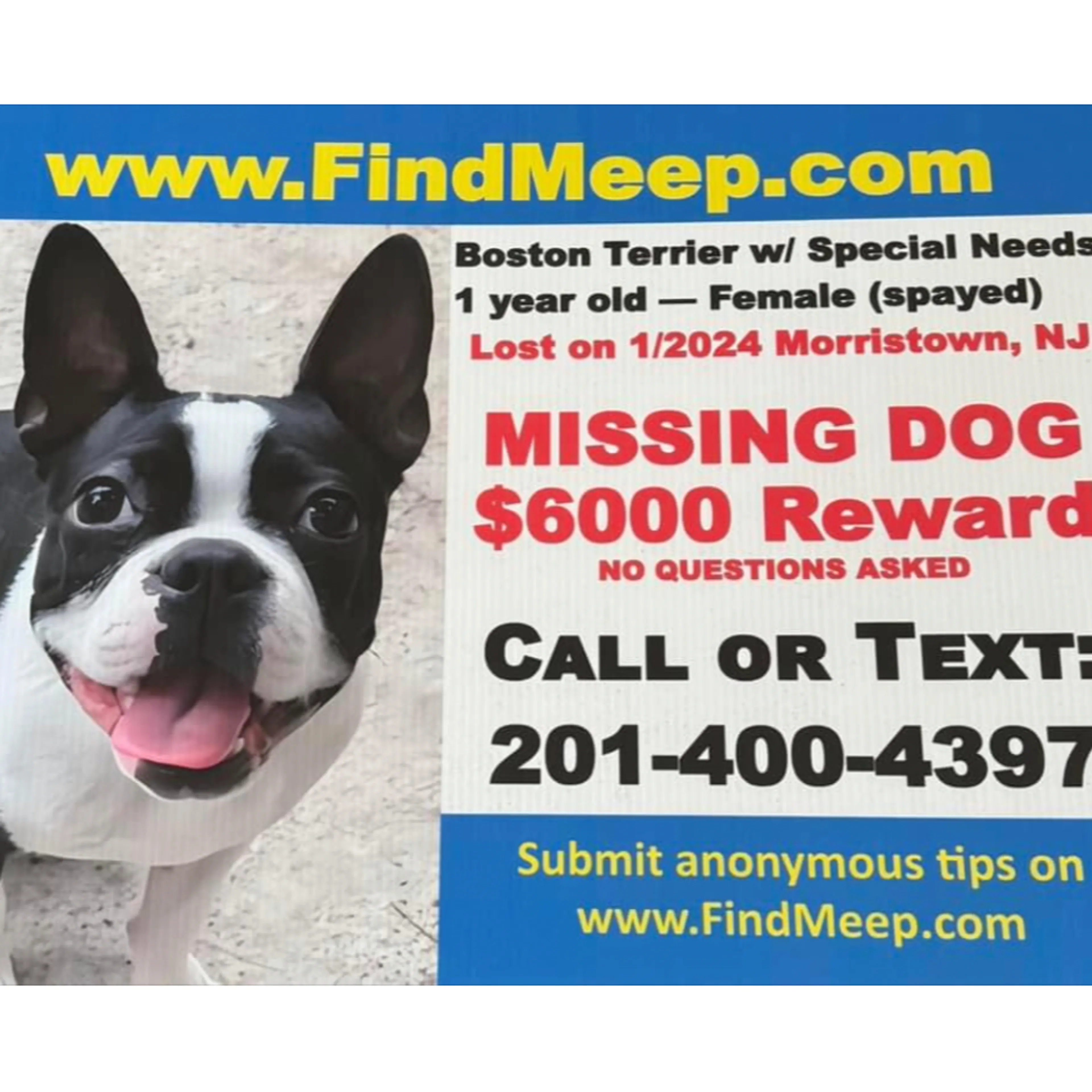 Lost pet-2