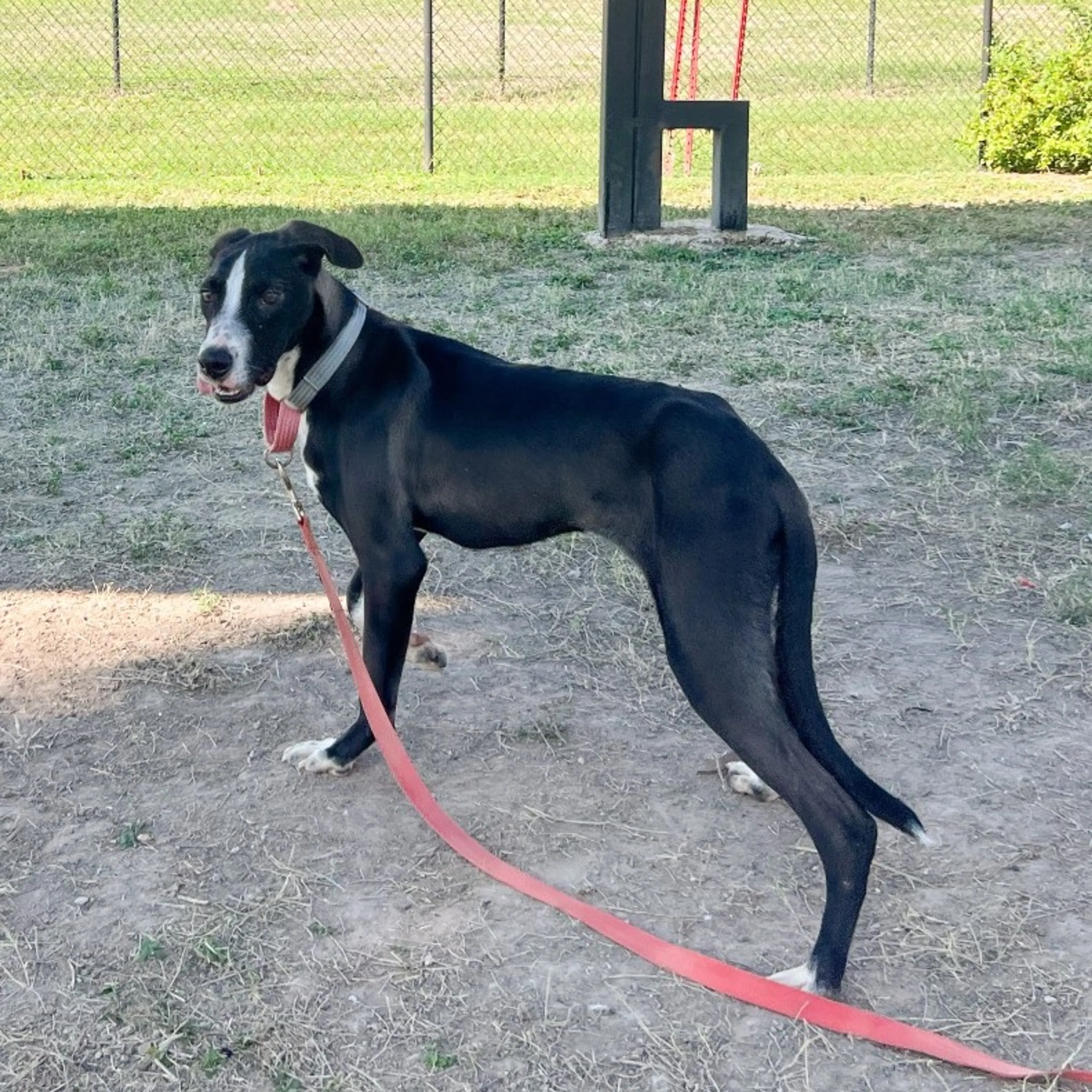 Found pet-2