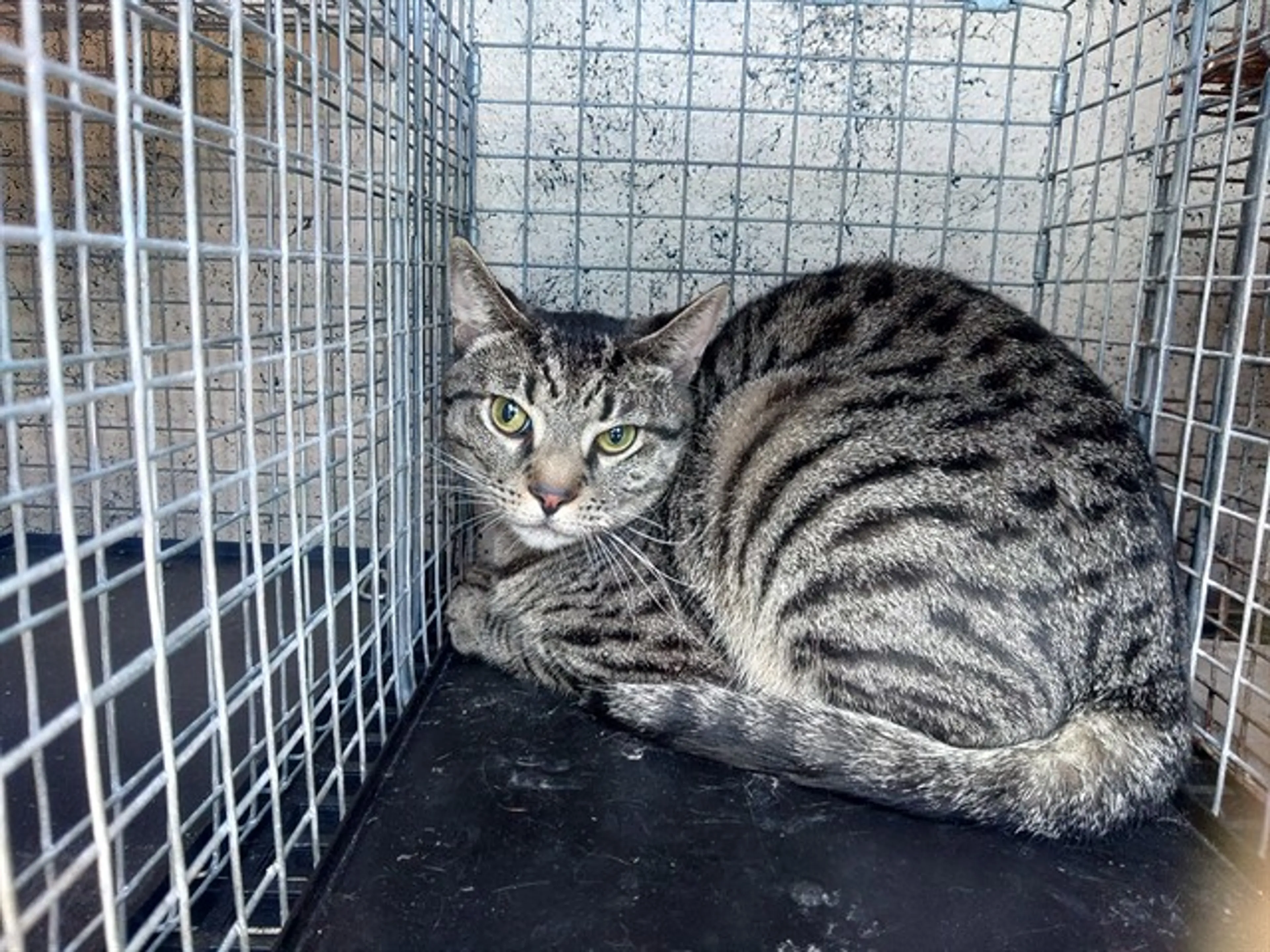 Found pet