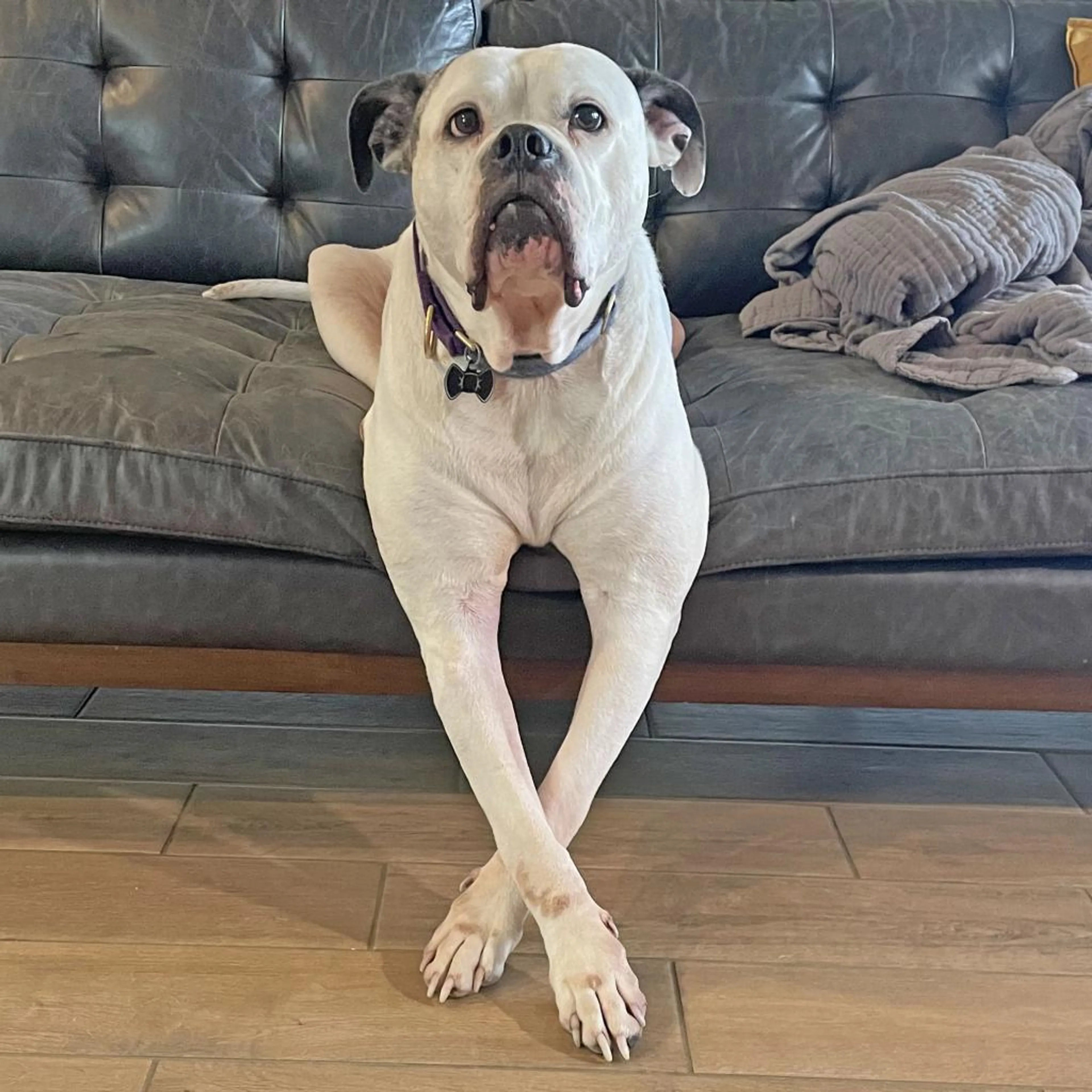 Found pet-1