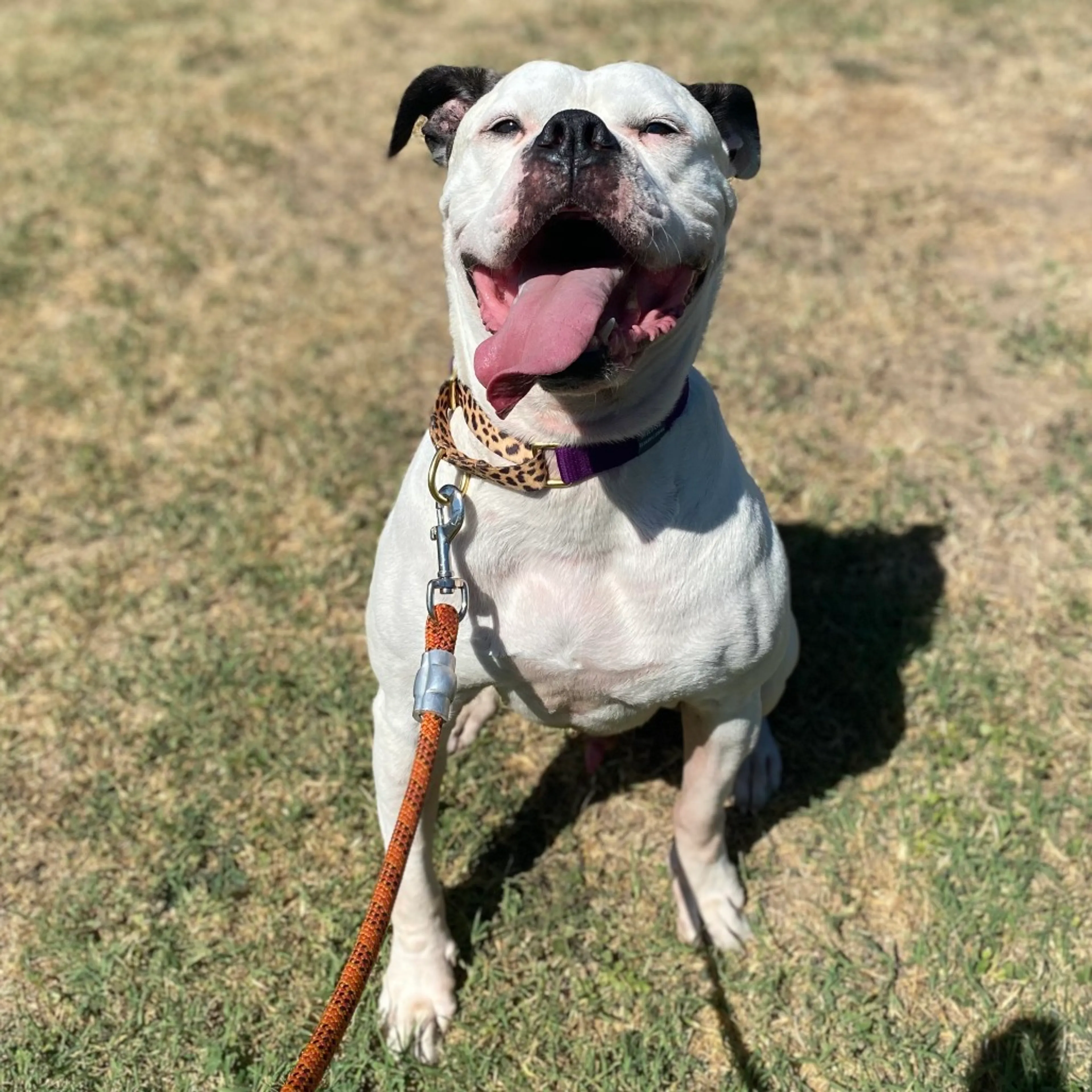 Found pet-10
