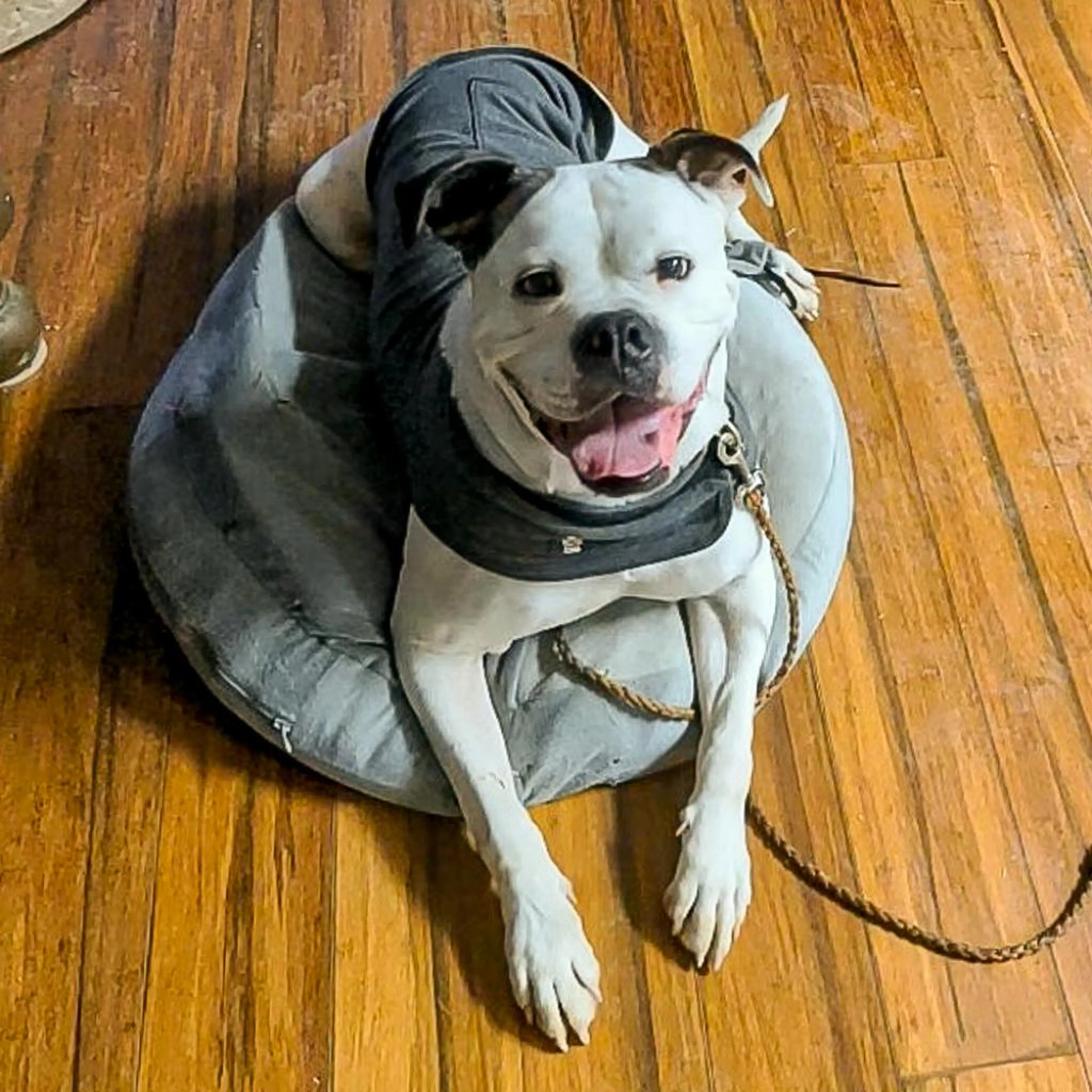 Found pet-4