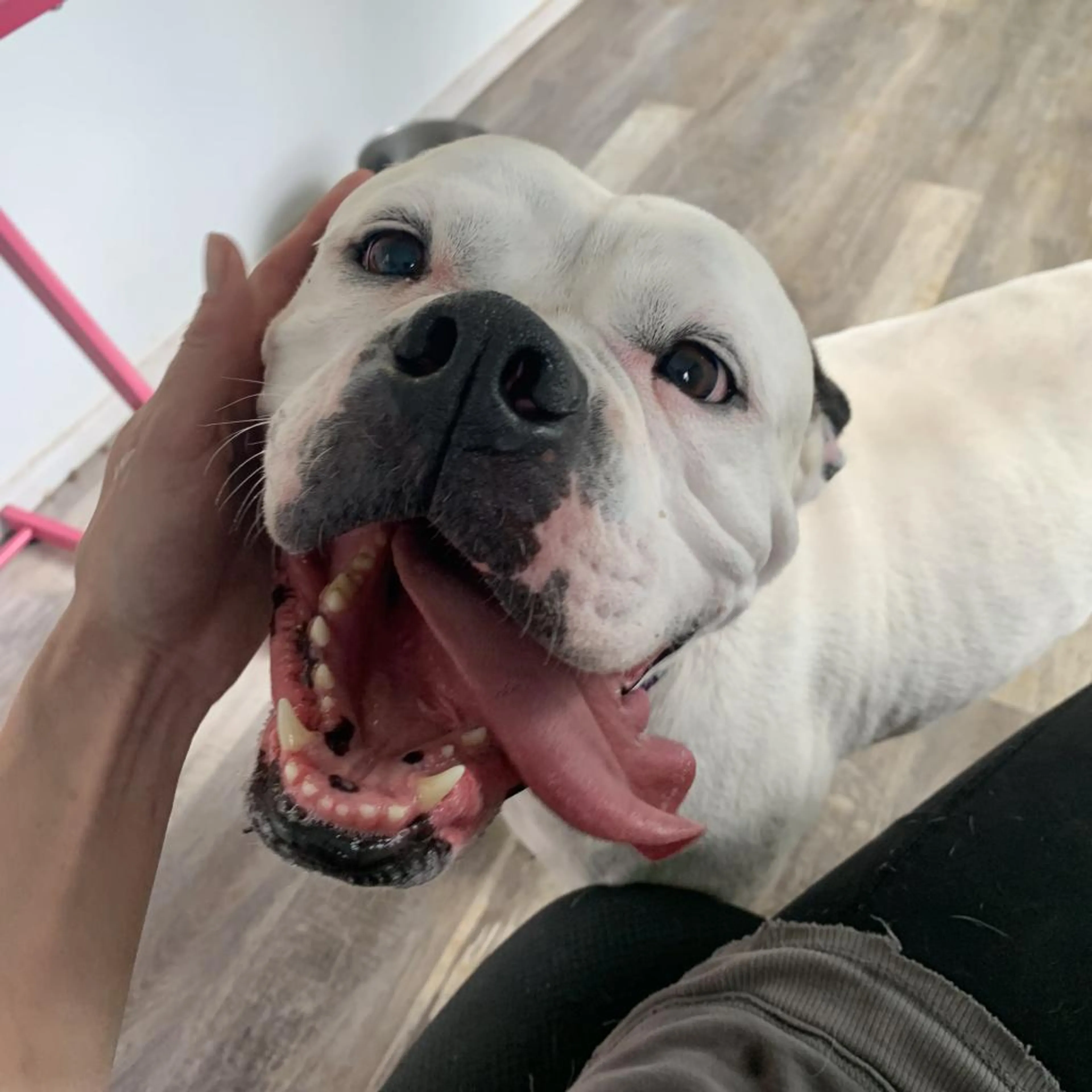 Found pet-6