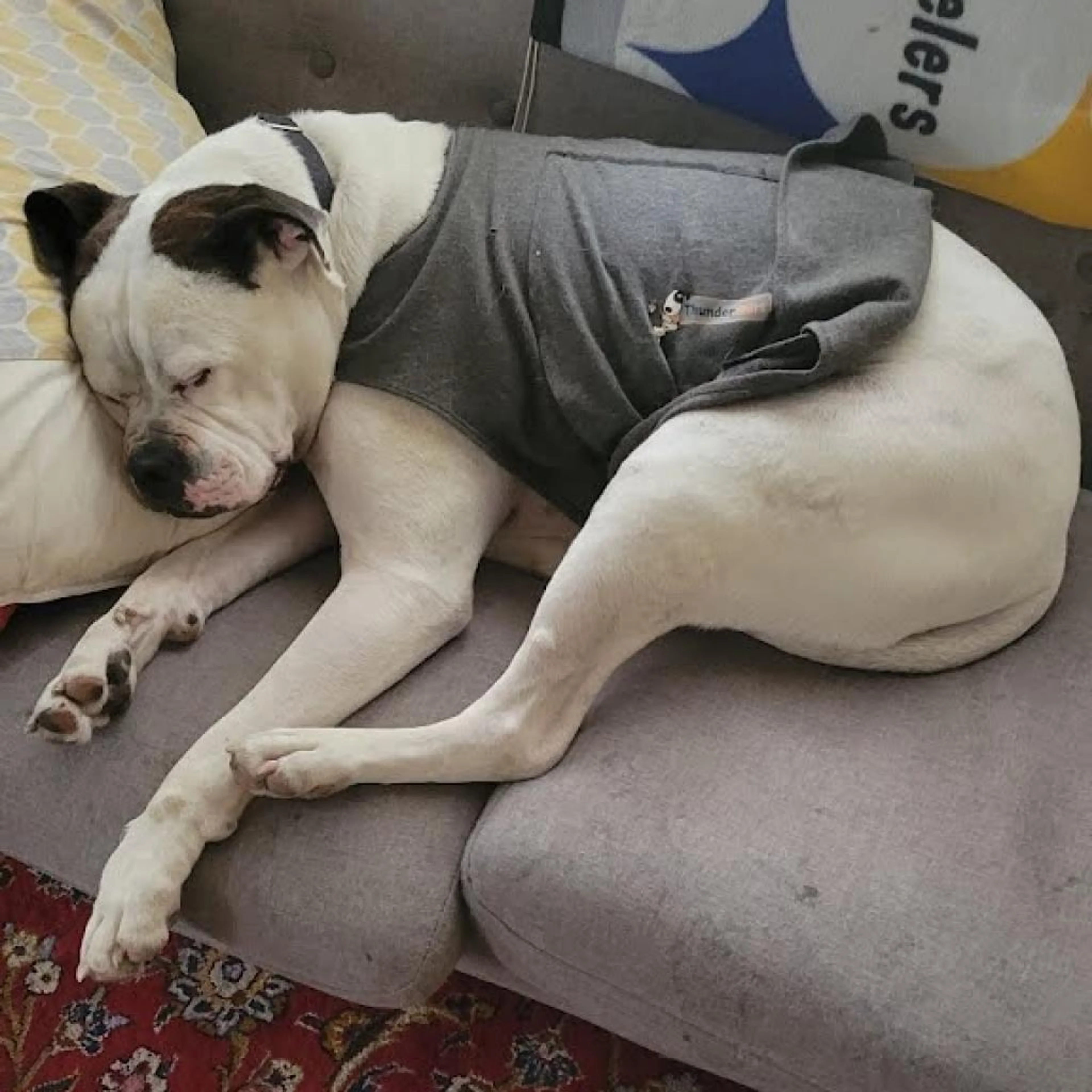 Found pet-9