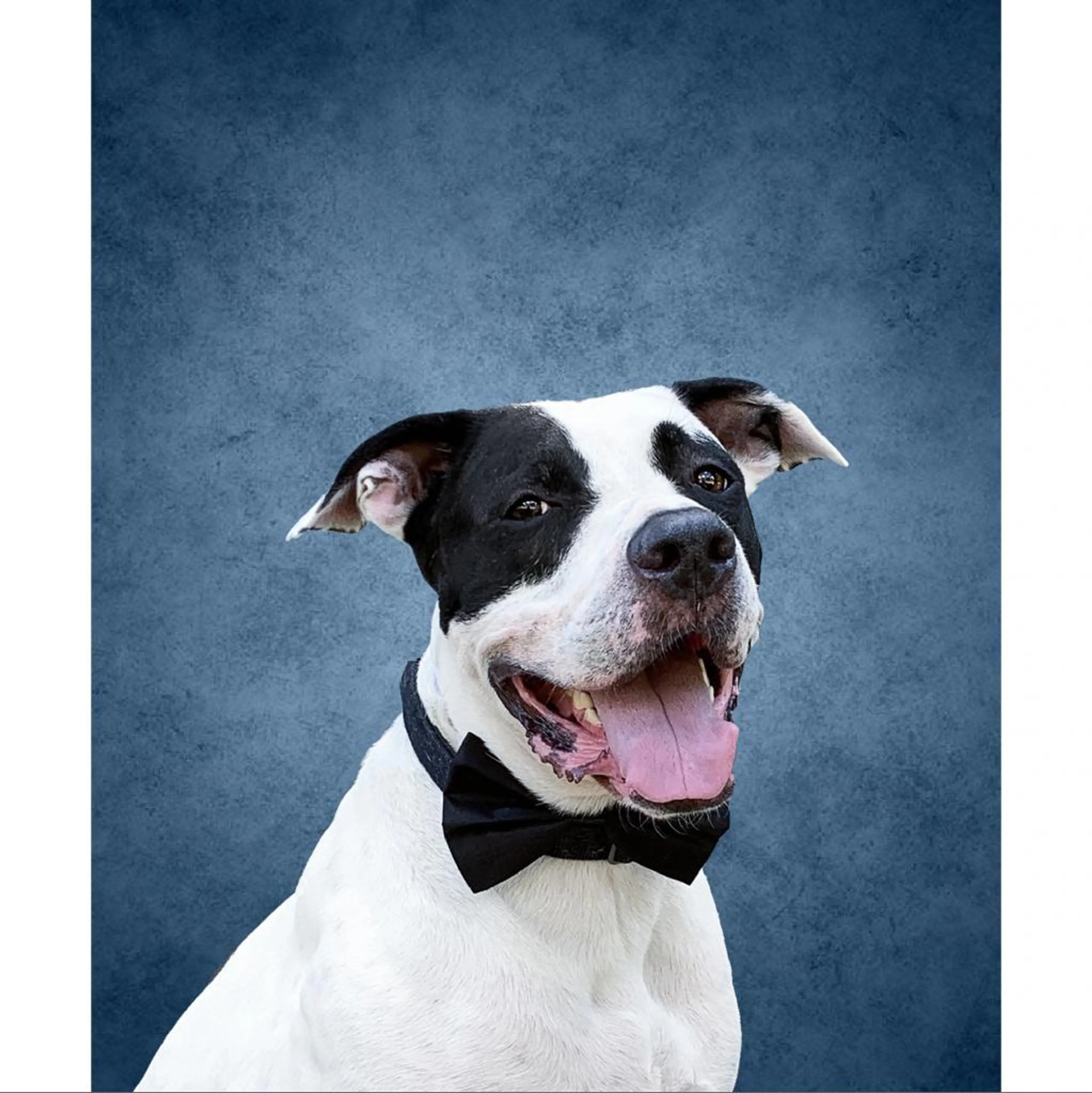 Found pet-13
