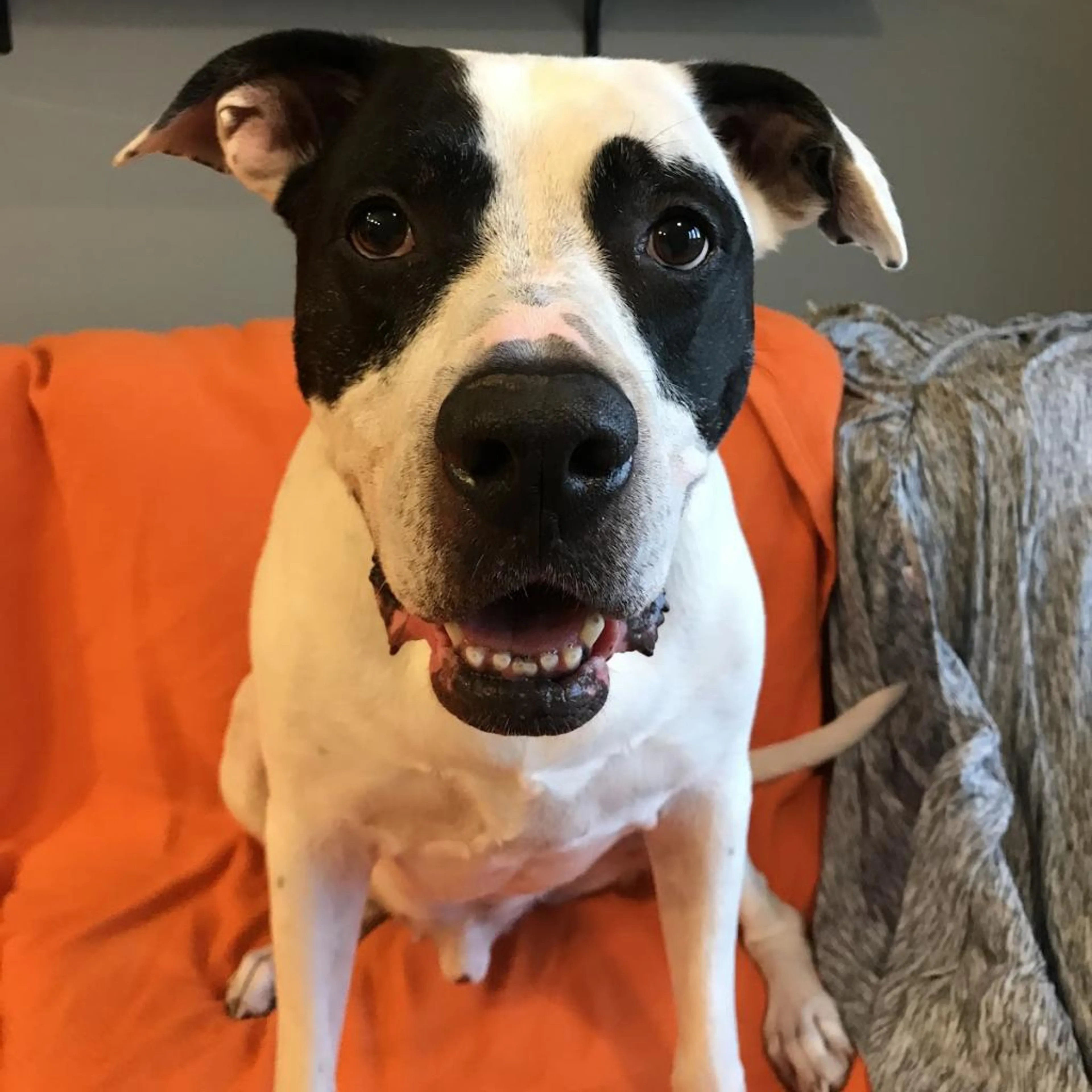 Found pet-4