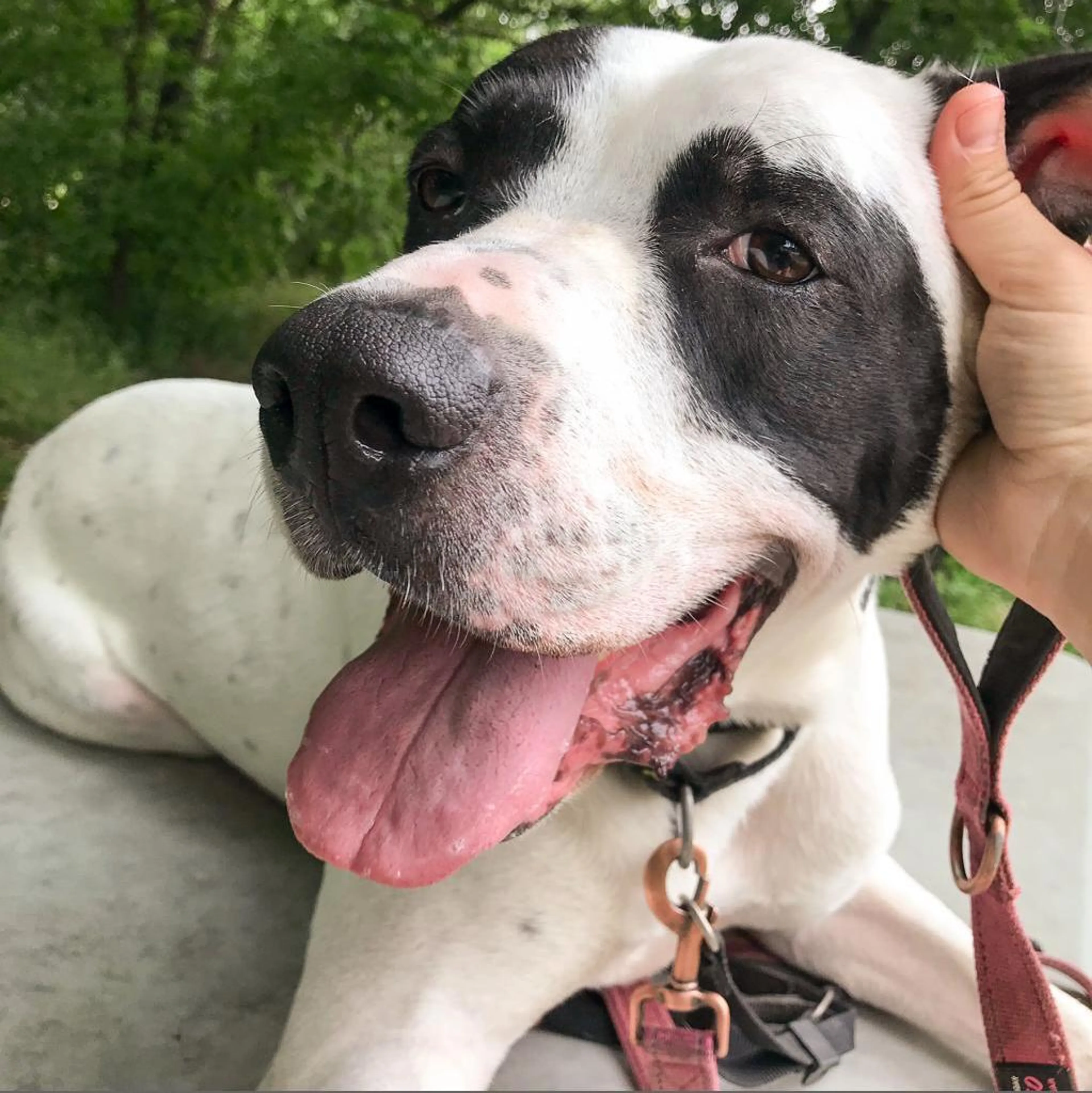 Found pet-6