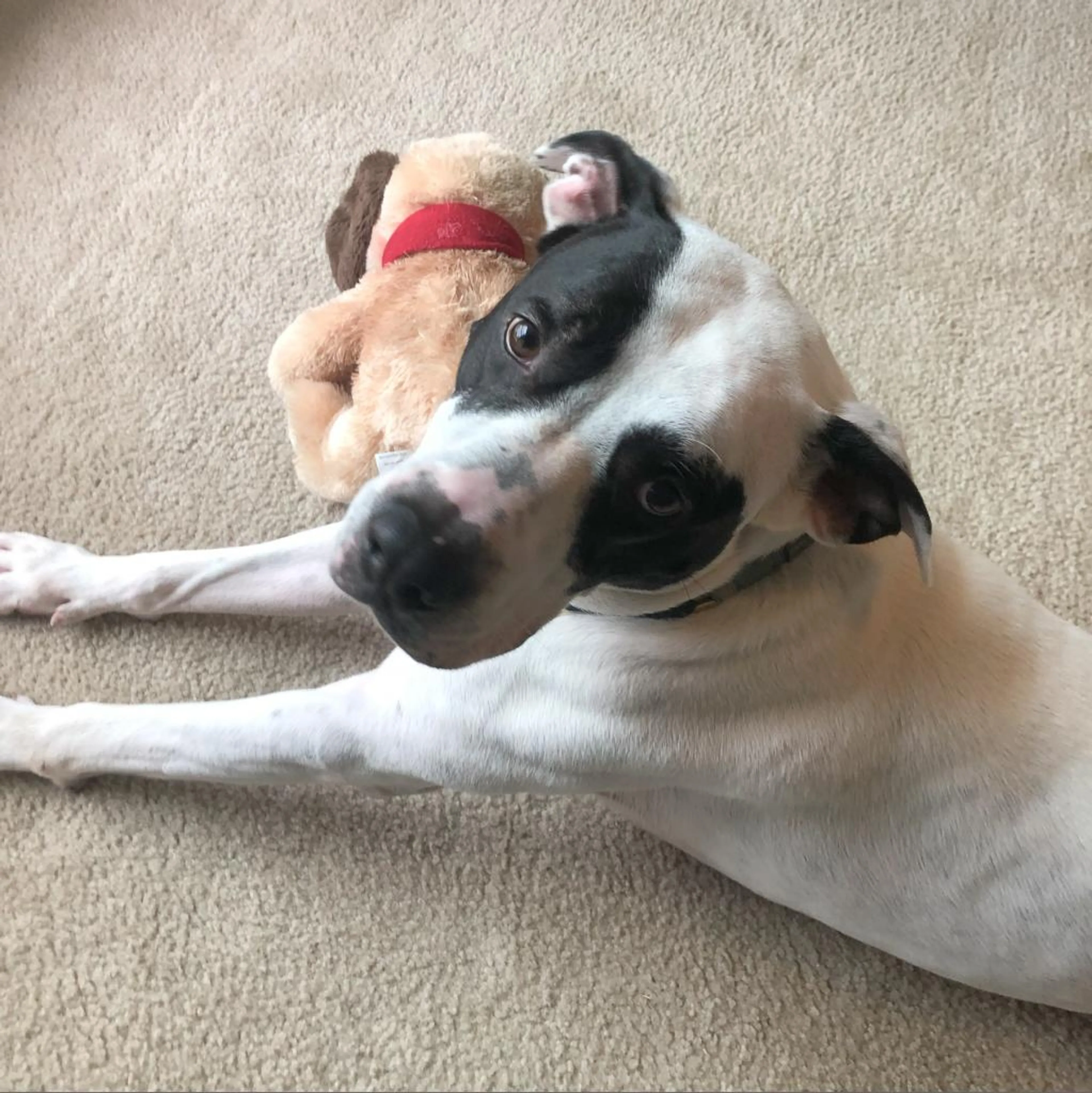 Found pet-11