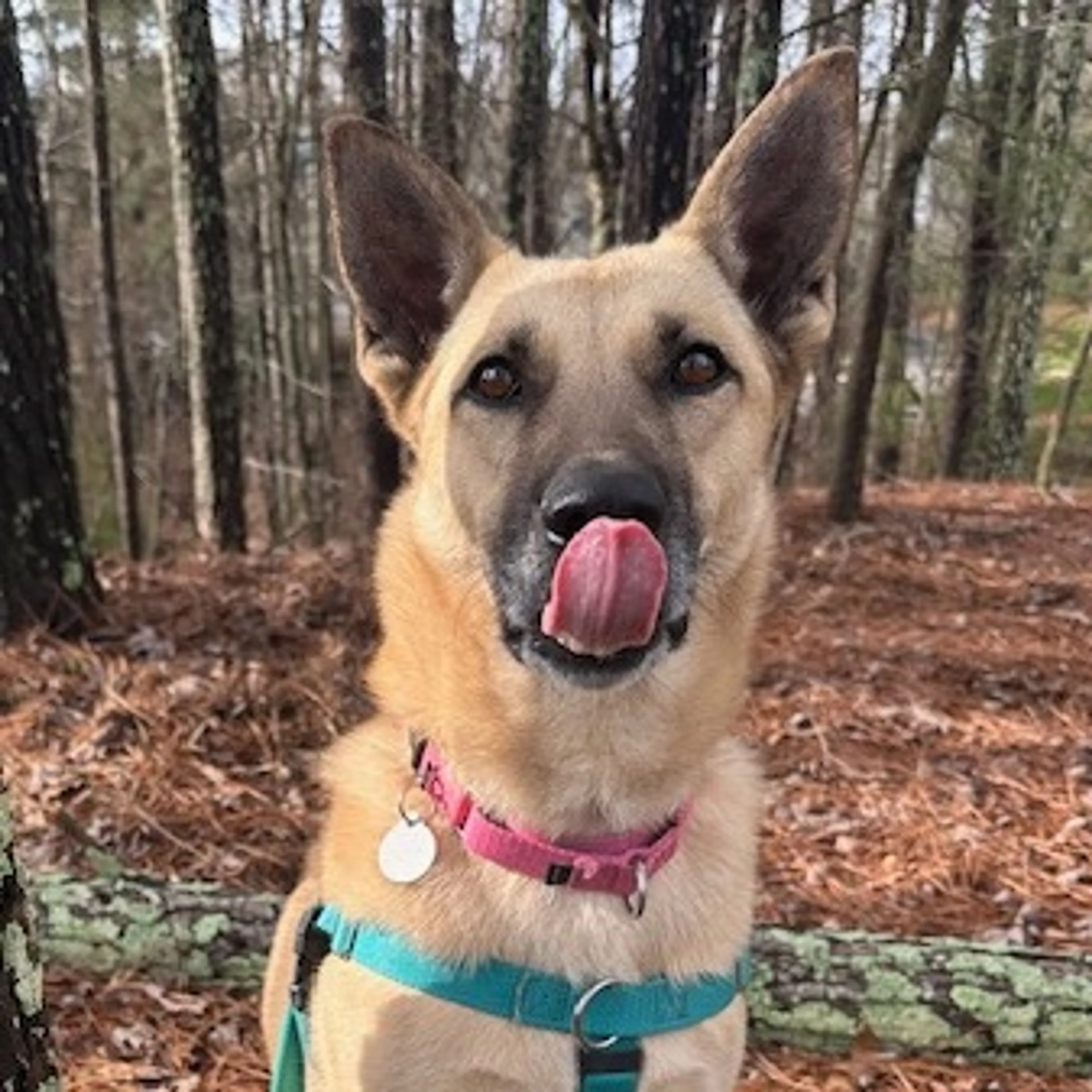 Found pet-16