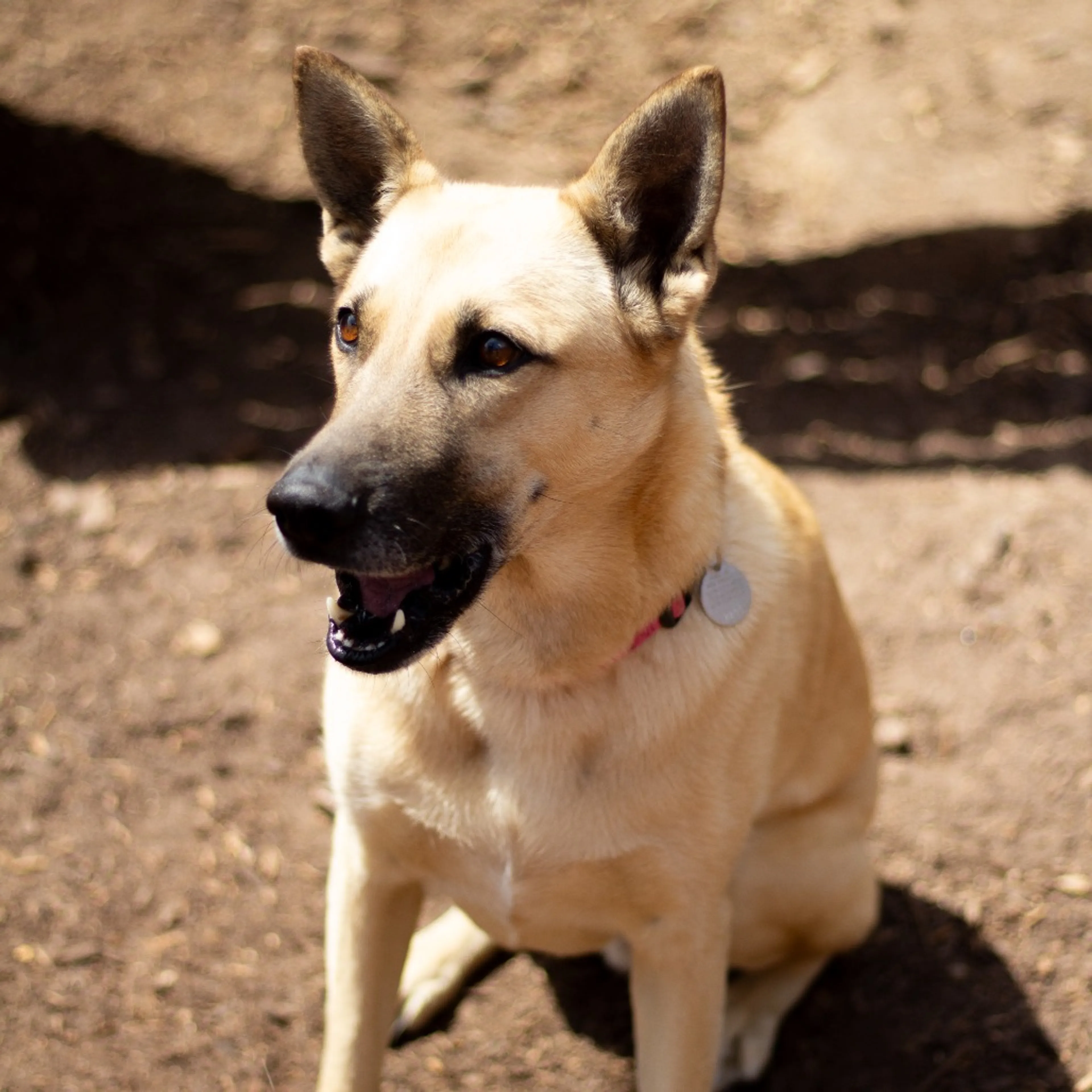 Found pet-19