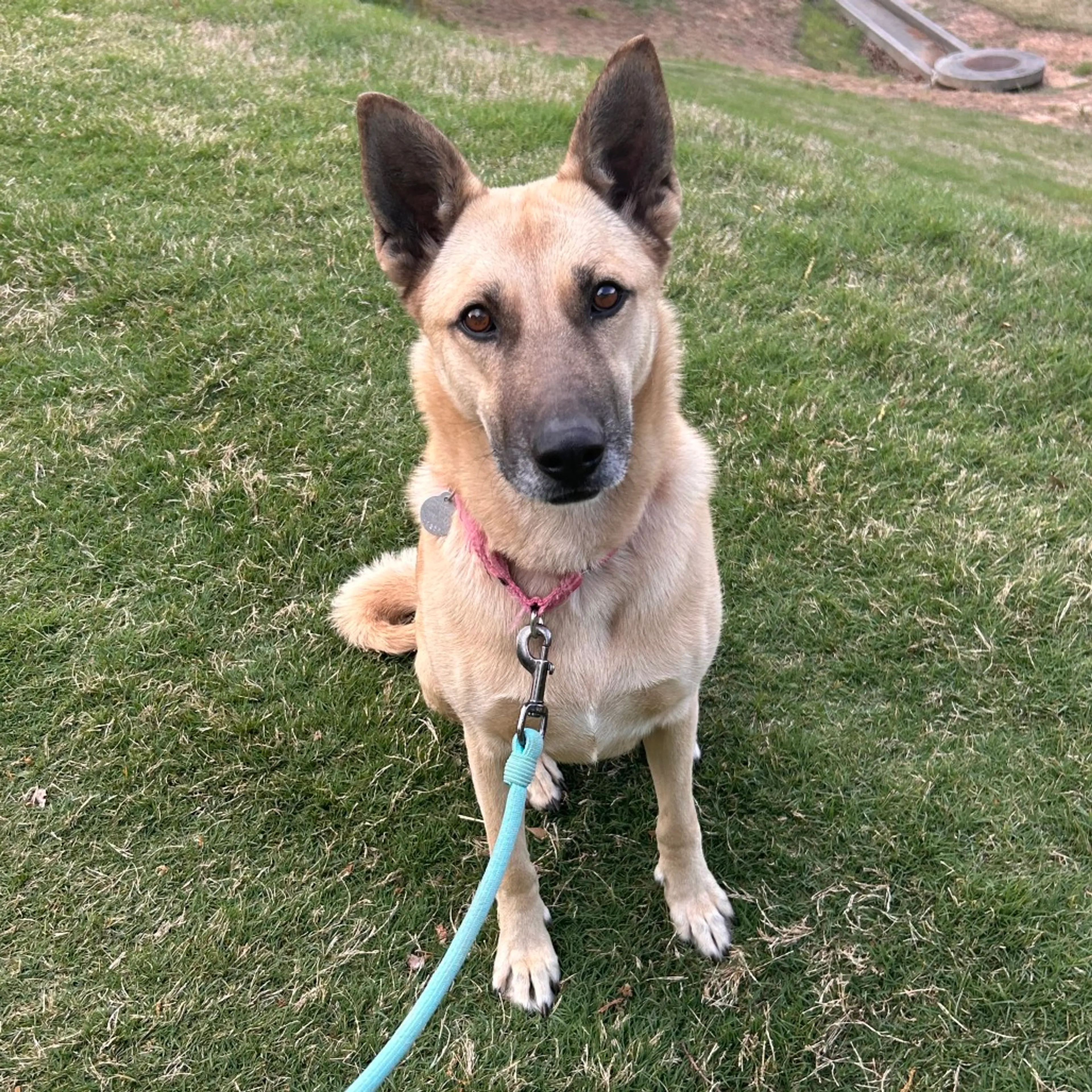 Found pet-22