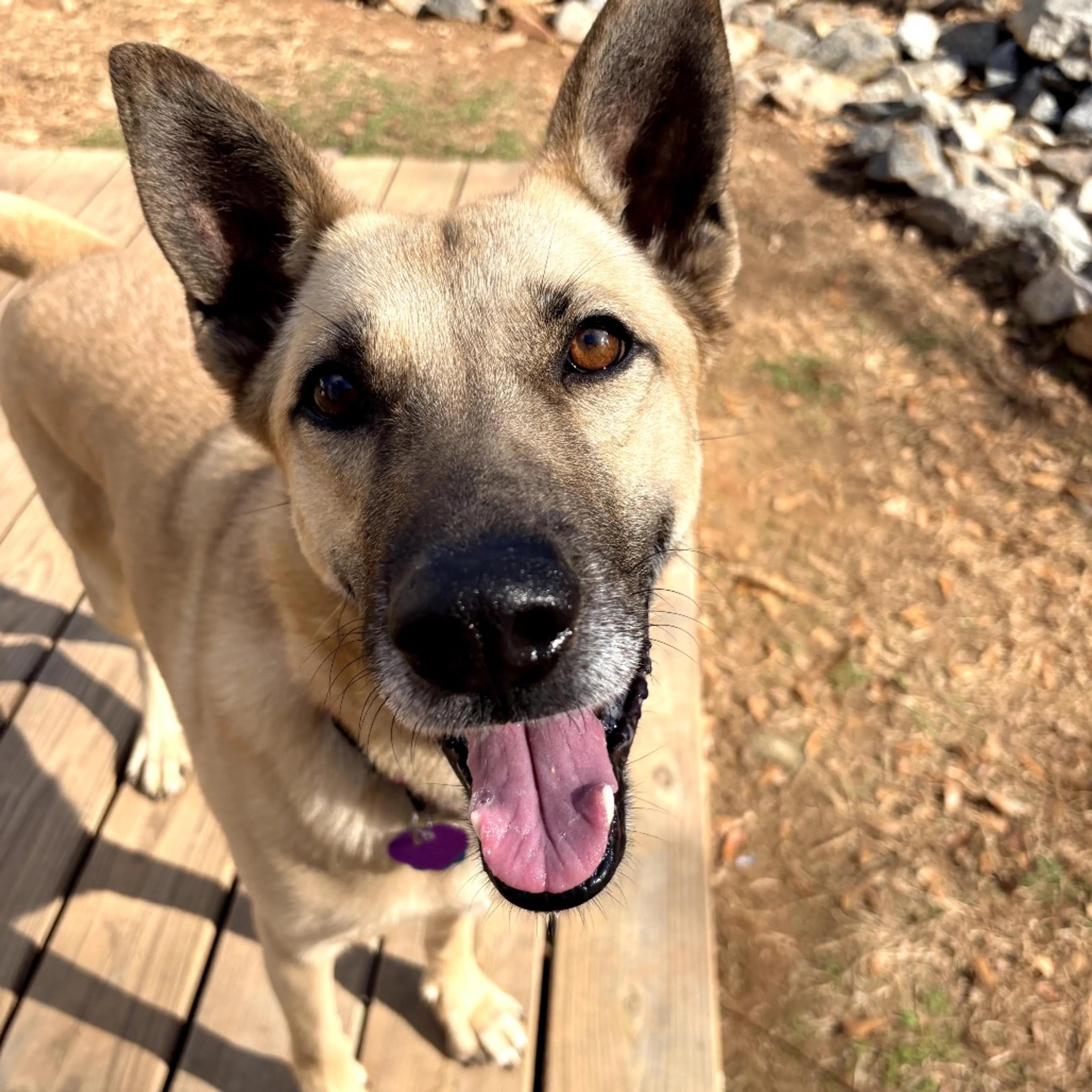Found pet-12