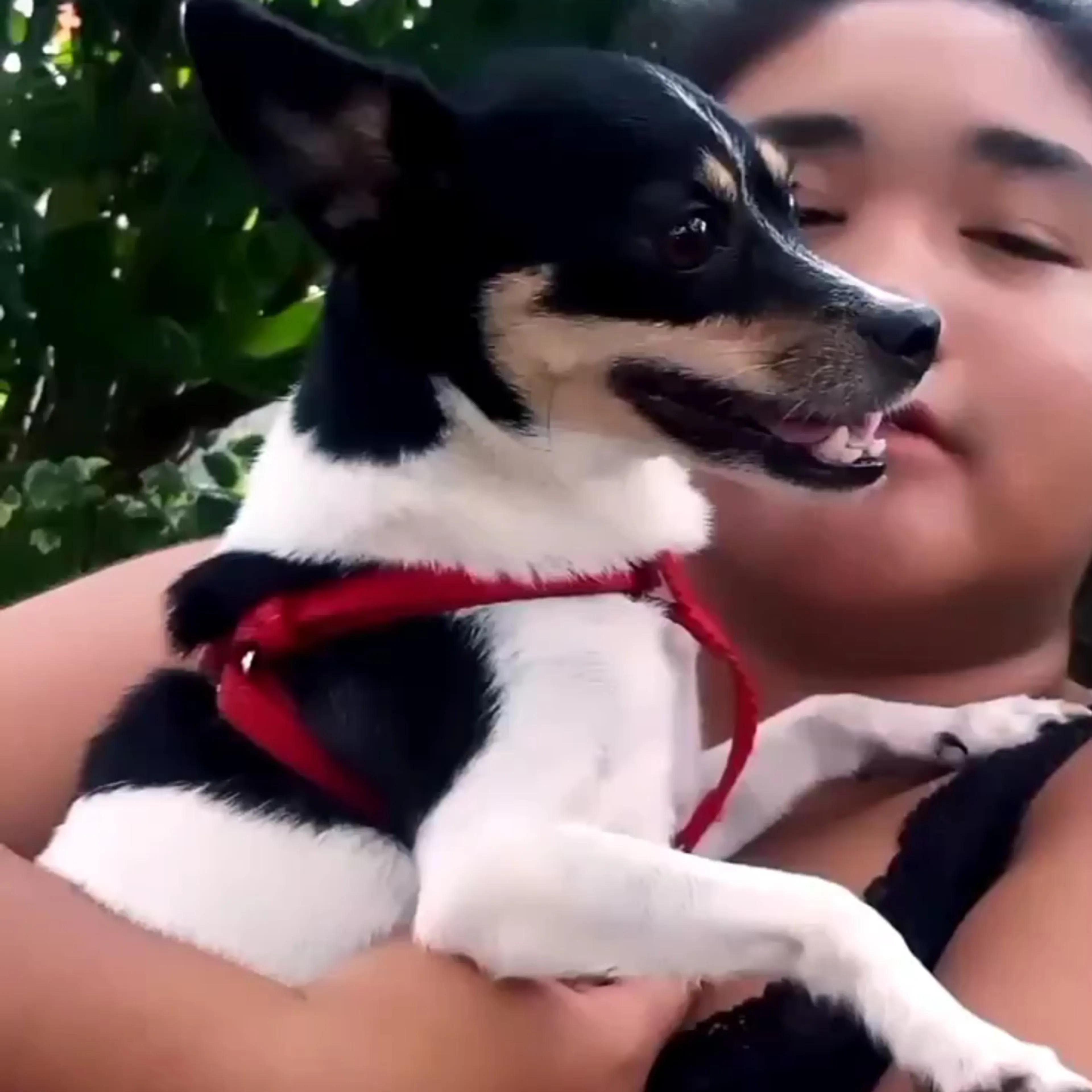Lost pet-1