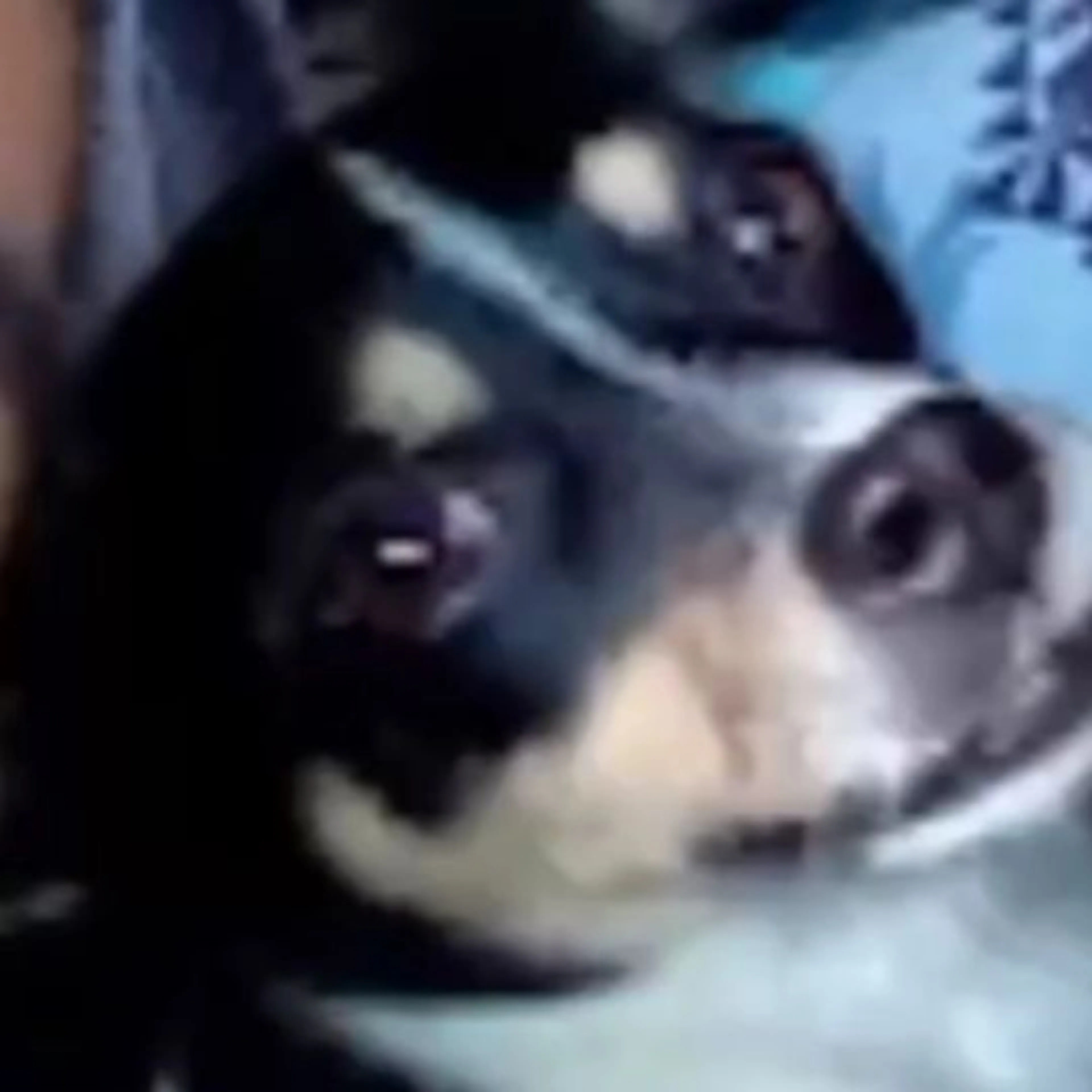 Lost pet-0