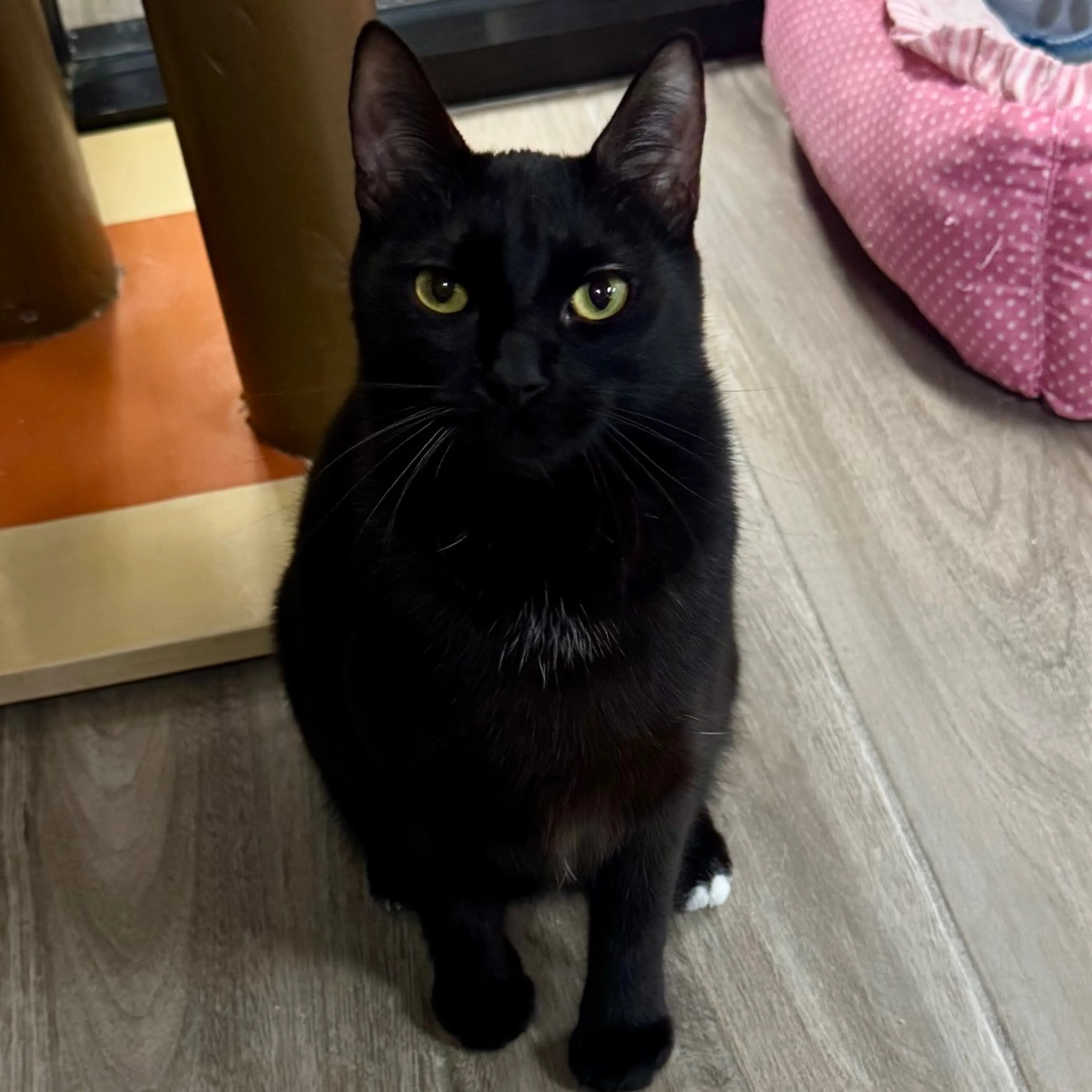 Found pet-2