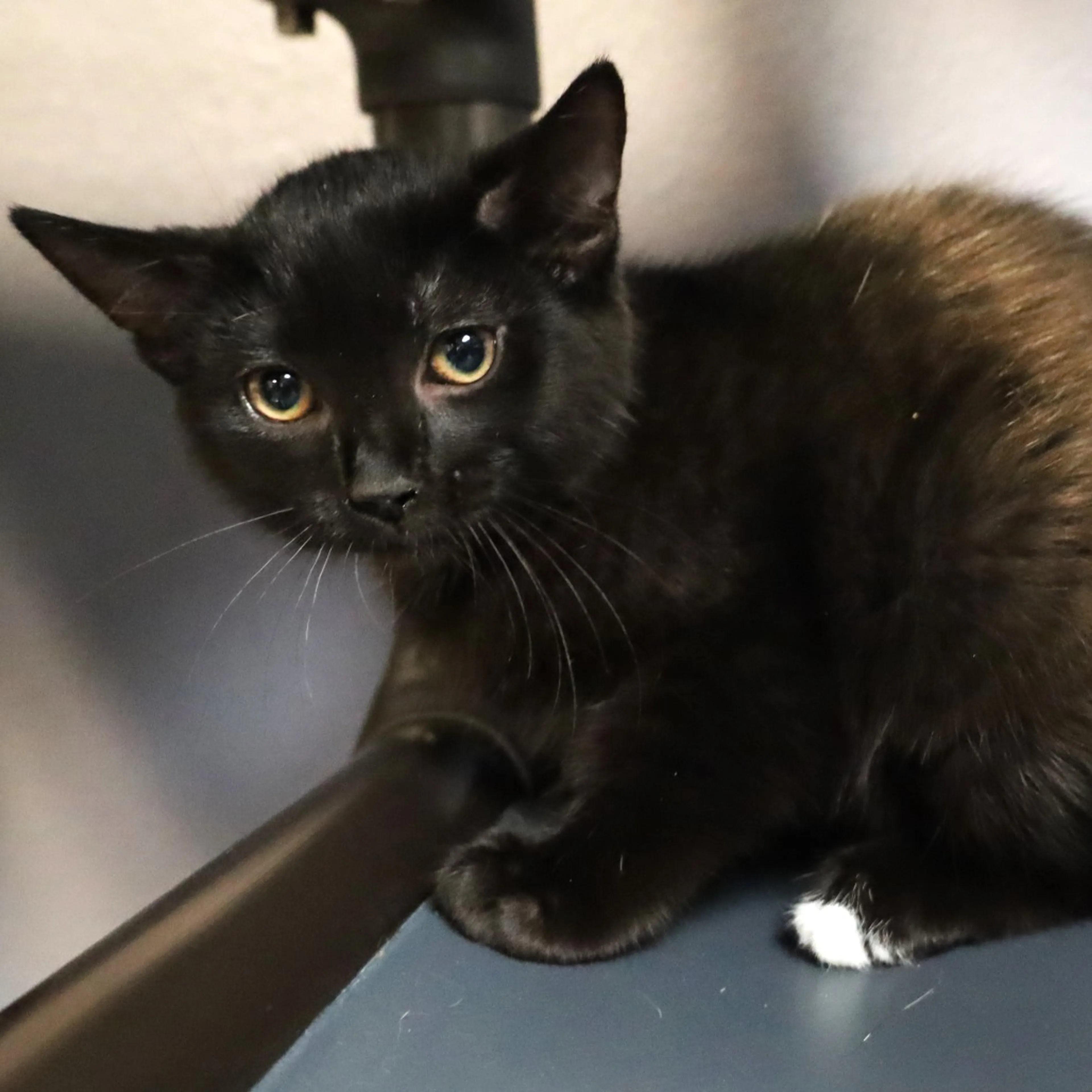 Found pet-1
